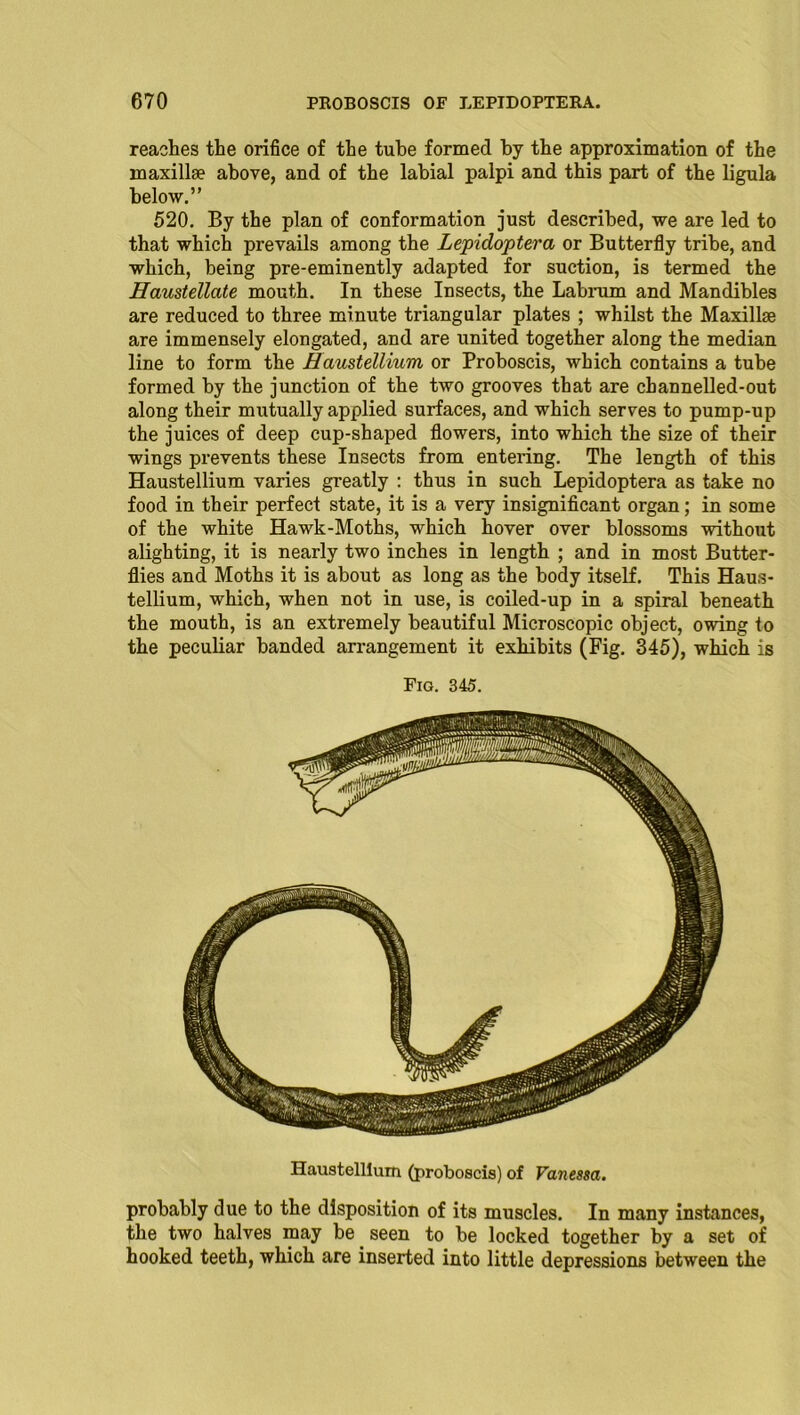 reaches the orifice of the tube formed by the approximation of the maxillae above, and of the labial palpi and this part of the ligula below.” 520. By the plan of conformation just described, we are led to that which prevails among the Lepidoptera or Butterfly tribe, and which, being pre-eminently adapted for suction, is termed the Haustellate mouth. In these Insects, the Labrum and Mandibles are reduced to three minute triangular plates ; whilst the Maxillae are immensely elongated, and are united together along the median line to form the Haustellium or Proboscis, which contains a tube formed by the junction of the two grooves that are channelled-out along their mutually applied surfaces, and which serves to pump-up the juices of deep cup-shaped flowers, into which the size of their wings prevents these Insects from entering. The length of this Haustellium varies greatly : thus in such Lepidoptera as take no food in their perfect state, it is a very insignificant organ; in some of the white Hawk-Moths, which hover over blossoms without alighting, it is nearly two inches in length ; and in most Butter- flies and Moths it is about as long as the body itself. This Haus- tellium, which, when not in use, is coiled-up in a spiral beneath the mouth, is an extremely beautiful Microscopic object, owing to the peculiar banded arrangement it exhibits (Fig. 345), which is Fig. 345. Haustellium (proboscis) of Vanessa. probably due to the disposition of its muscles. In many instances, the two halves may be. seen to be locked together by a set of hooked teeth, which are inserted into little depressions between the