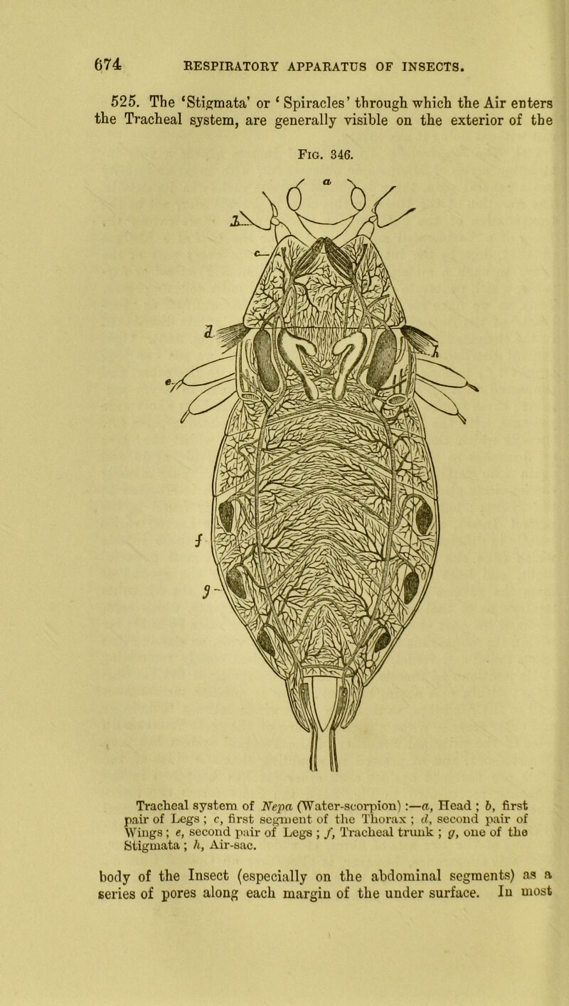 525. The ‘Stigmata’ or ‘ Spiracles’ through which the Air enters the Tracheal system, are generally visible on the exterior of the Fig. 346. Tracheal system of Nepa (Water-scorpion) :—a, Head ; b, first pair of Legs ; c, first segment of the Thorax ; d, second pair of Wings ; «, second pair of Leg's ; f, Tracheal trunk ; g, one of the Stigmata; h. Air-sac. body of the Insect (especially on the abdominal segments) as a series of pores along each margin of the under surface. In most