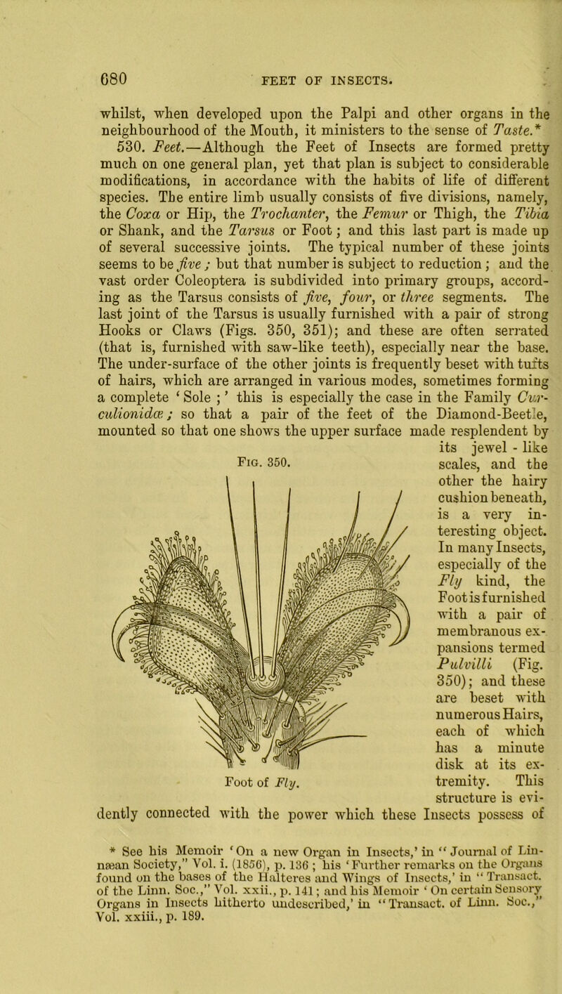 whilst, when developed upon the Palpi and other organs in the neighbourhood of the Mouth, it ministers to the sense of Taste.* 530. Feet.—Although the Feet of Insects are formed pretty much on one general plan, yet that plan is subject to considerable modifications, in accordance with the habits of life of dilferent species. The entire limb usually consists of five divisions, namely, the Coxa or Hip, the Trochanter, the Femur or Thigh, the Tibia or Shank, and the Tarsus or Foot; and this last part is made up of several successive joints. The typical number of these joints seems to be five ; but that number is subject to reduction ; and the vast order Coleoptera is subdivided into primary groups, accord- ing as the Tarsus consists of five, four, or three segments. The last joint of the Tarsus is usually furnished with a pair of strong Hooks or Claws (Figs. 350, 351); and these are often serrated (that is, furnished with saw-like teeth), especially near the base. The under-surface of the other joints is frequently beset with tufts of hairs, which are arranged in various modes, sometimes forming a complete ‘ Sole ; ’ this is especially the case in the Family Cur- culionidce; so that a pair of the feet of the Diamond-Beetle, mounted so that one shows the upper surface made resplendent by structure is evi- dently connected with the power which these Insects possess of * See his Memoir ‘On a new Organ in Insects,’ in “ Journal of Lin- nsean Society,” Vol. i. (1856), p. 136 ; his ‘Further remarks on the Organa found on the bases of the Halteres and Wings of Insects,’ in “ Transact, of the Linn. Soc.,’’ Vol. xxii., p. 141; and his Memoir ‘ On certain Sensory Organs in Insects hitherto undescribed,’ in “Transact, of Liim. Soc.,” Vol. xxiii., p. 189. Foot of Fly. Fig. 350. its jewel - like scales, and the other the hairy cushion beneath, is a very in- teresting object. In many Insects, especially of the Fly kind, the Foot is furnished with a pair of membranous ex- pansions termed Pulvilli (Fig. 350); and these are beset with numerous Hairs, each of which has a minute disk at its ex- tremity. This