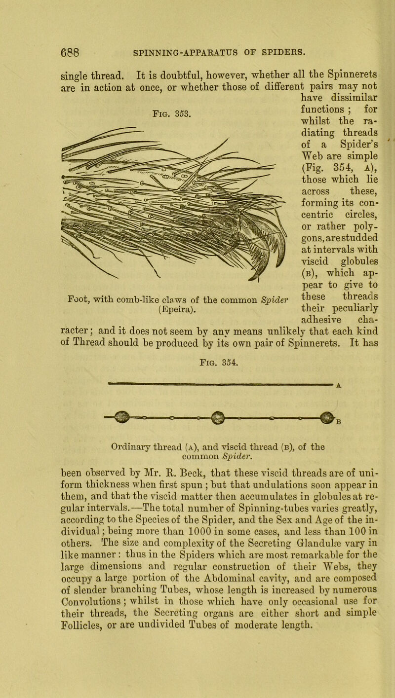 Fig. 353. single thread. It is doubtful, however, whether all the Spinnerets are in action at once, or whether those of different pairs may not have dissimilar functions ; for whilst the ra- diating threads of a Spider’s Web are simple (Fig. 354, a), those which lie across these, forming its con- centric circles, or rather poly- gons, are studded at intervals with viscid globules (b), which ap- pear to give to these threads their peculiarly adhesive cha- Foot, with comb-like claws of the common Spider (Epeira). racter; and it does not seem by any means unlikely that each kind of Thread should be produced by its own pair of Spinnerets. It has Fig. 354. A Ordinary thread (a), and viscid thread (b), of the common Spider. been observed by Mr. It. Beck, that these viscid threads are of uni- form thickness when first spun ; but that undulations soon appear in them, and that the viscid matter then accumulates in globules at re- gular intervals.—The total number of Spinning-tubes varies greatly, according to the Species of the Spider, and the Sex and Age of the in- dividual; being more than 1000 in some cases, and less than 100 in others. The size and complexity of the Secreting Grlandulm vary in like manner: thus in the Spiders which are most remarkable for the large dimensions and regular construction of their Webs, they occupy a large portion of the Abdominal cavity, and are composed of slender branching Tubes, whose length is increased by numerous Convolutions; whilst in those which have only occasional use for their threads, the Secreting organs are either short and simple Follicles, or are undivided Tubes of moderate length.