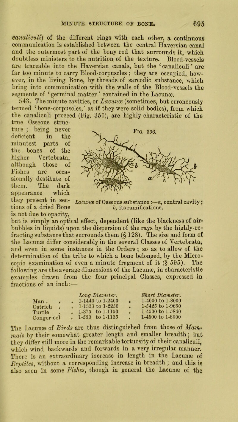 canaliculi) of the different rings with each other, a continuous communication is established between the central Haversian canal and the outermost part of the bony rod that surrounds it, which doubtless ministers to the nutrition of the texture. Blood-vessels are traceable into the Haversian canals, but the ‘ canaliculi ’ are far too minute to carry Blood-corpuscles ; they are occupied, how- ever, in the living Bone, by threads of sarcodic substance, which bring into communication with the walls of the Blood-vessels the segments of ‘germinal matter’ contained in the Lacunas. 543. The minute cavities, or Lacuna (sometimes, but erroneously termed ‘bone-corpuscles,’ as if they were solid bodies), from which the canaliculi proceed (Fig. 356), are highly characteristic of the true Osseous struc- ture ; being never deficient in the minutest parts of the bones of the higher Vertebrata, although those of Fishes are occa- sionally destitute of them. The dark appearance which they present in sec- tions of a dried Bone is not due to opacity, but is simply an optical effect, dependent (like the blackness of air- bubbles in liquids) upon the dispersion of the rays by the highly-re- fracting substance that surrounds them (§128). The size and form of the Lacunae differ considerably in the several Classes of Vertebrata, and even in some instances in the Orders ; so as to allow of the determination of the tribe to which a bone belonged, by the Micro- copic examination of even a minute fragment of it (§ 595). The following are the average dimensions of the Lacunae, in characteristic examples drawn from the four principal Classes, expressed in fractions of an inch:— Lacuna of Osseous substance :—a, central cavity; b, its ramifications. Man . . Ostrich. . Turtle Conger-eel Long Diameter. 1-1440 to 1-2400 1-1333 to 1-2250 1-375 to 1-1150 1-550 to 1-1135 Short Diameter. 1-4000 to 1-8000 1-5425 to 1-9650 1-4500 to 1-5840 1-4500 to 1-8000 The Lacunae of Birds are thus distinguished from those of Mam- mals by their somewhat greater length and smaller breadth ; but they differ still more in the remarkable tortuosity of their canaliculi, which wind backwards and forwards in a very irregular manner. There is an extraordinary increase in length in the Lacunae of Reptiles, without a corresponding increase in breadth ; and this is also seen in some Fishes, though in general the Lacunae of the