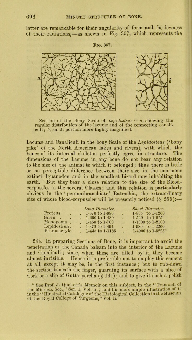 latter are remarkable for tlieir angularity of form and the fewness of their radiations,—as shown in Fig. 357, which represents the Fig. 357. Section of the Bony Scale of Lepidosteus:—a, showing the regular distribution of the lacunae and of the connecting canali- culi ; b, small portion more highly magnified. Lacunae and Canaliculi in the bony Scale of the Lepidosteus (‘bony pike’ of the North American lakes and rivers), with which the bones of its internal skeleton perfectly agree in structure. The dimensions of the Lacunae in any bone do not bear any relation to the size of the animal to which it belonged; thus there is little or no perceptible difference between their size in the enormous extinct Iguanodon and in the smallest Lizard now inhabiting the earth. But they bear a close relation to the size of the Blood- corpuscles in the several Classes; and this relation is particularly obvious in the ‘ perennibranchiate’ Batrachia, the extraordinary size of whose blood-corpuscles will be presently noticed (§ 555):— Proteus Siren . Menopoma . Lepidosiren. Pterodactyle Long Diameter. 1-570 to 1-980 1-290 to 1-480 1-450 to 1-700 1-375 to 1-494 1-445 to 1-1185 Short Diameter. 1-885 to 1-1200 1-540 to 1-975 1-1300 to 1-2100 1-980 to 1-2200 1-4000 to 1-5225 * 544. In preparing Sections of Bone, it is important to avoid the penetration of the Canada balsam into the interior of the Lacunas and Canaliculi; since, when these are filled by it, they become almost invisible. Hence it is preferable not to employ this cement at all, except it may be, in the first instance ; but to rub-down the section beneath the finger, guarding its surface with a slice of Cork or a slip of Gutta-percha (§ 141); and to give it such a polish * See Prof. J. Quekett’s Memoir on this subject, in the “Transact, of the Microsc. Soc.,” Ser. 1, Vol. ii. ; and his more ample illustration of it in the “ Illustrated Catalogue of the Histological Collection hi the Museum