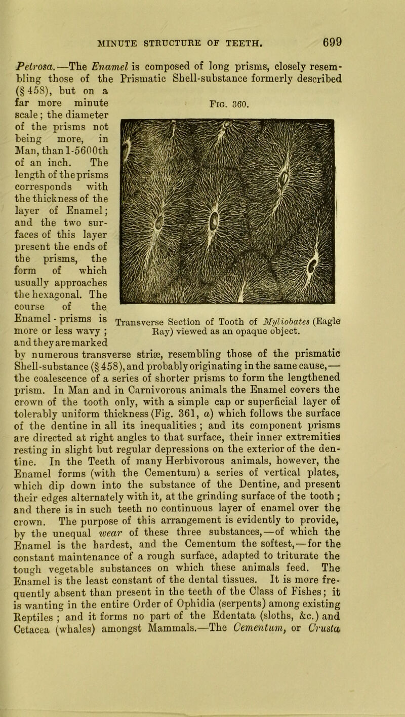 Petrosa.—The Enamel is composed of long prisms, closely resem- bling those of the Prismatic Shell-substance formerly described (§ 458), but on a far more minute scale; the diameter of the prisms not being more, in Man, thanl-5600th length of the prisms corresponds with layer of Enamel; and the two sur- faces of this layer present the ends of the prisms, the form of which usually approaches the hexagonal. The course of the Enamel - prisms is Transverse Section of Tooth of Myliobates (Eagle more or less wavy ; Ray) viewed as an opaque object, and they are marked by numerous transverse striae, resembling those of the prismatic Shell-substance (§458), and probably originating in the same cause,— the coalescence of a series of shorter prisms to form the lengthened prism. In Man and in Carnivorous animals the Enamel covers the crown of the tooth only, with a simple cap or superficial layer of tolerably uniform thickness (Fig. 361, a) which follows the surface of the dentine in all its inequalities ; and its component prisms are directed at right angles to that surface, their inner extremities resting in slight but regular depressions on the exterior of the den- tine. In the Teeth of many Herbivorous animals, however, the Enamel forms (with the Cementura) a series of vertical plates, which dip down into the substance of the Dentine, and present their edges alternately with it, at the grinding surface of the tooth ; and there is in such teeth no continuous layer of enamel over the crown. The purpose of this arrangement is evidently to provide, by the unequal wear of these three substances,—of which the Enamel is the hardest, and the Cementum the softest,—for the constant maintenance of a rough surface, adapted to triturate the tough vegetable substances on which these animals feed. The Enamel is the least constant of the dental tissues. It is more fre- quently absent than present in the teeth of the Class of Fishes; it is wanting in the entire Order of Ophidia (serpents) among existing Reptiles ; and it forms no part of the Edentata (sloths, &c.) and Cetacea (whales) amongst Mammals.—The Cementum, or Crusta Fig. 360.