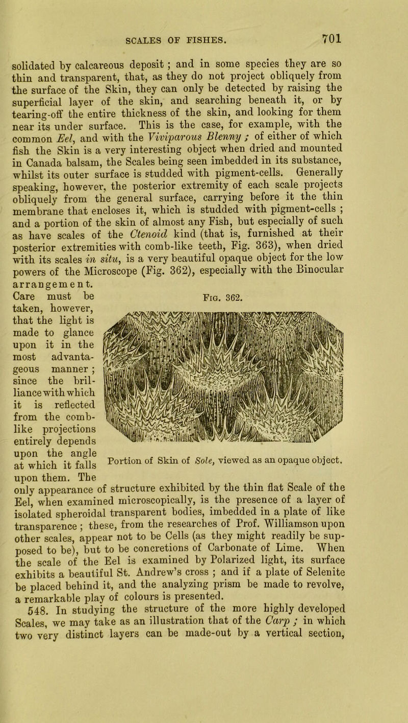 solicited by calcareous deposit; and in some species they are so thin and transparent, that, as they do not project obliquely from the surface of the Skin, they can only be detected by raising the superficial layer of the skin, and searching beneath it, or by tearing-off the entire thickness of the skin, and looking for them near its under surface. This is the case, for example, with the common Eel, and with the Viviparous Blenny ; of either of which fish the Skin is a very interesting object when dried and mounted in Canada balsam, the Scales being seen imbedded in its substance, whilst its outer surface is studded with pigment-cells. Generally speaking, however, the posterior extremity of each scale projects obliquely from the general surface, carrying before it the thin membrane that encloses it, which is studded with pigment-cells ; and a portion of the skin of almost any Fish, but especially of such as have scales of the Ctenoid kind (that is, furnished at their posterior extremities with comb-like teeth, Fig. 363), when dried with its scales in situ, is a very beautiful opaque object for the low powers of the Microscope (Fig. 362), especially with the Binocular Fig. 362. arrangement. Care must be taken, however, that the light is made to glance upon it in the most advanta- geous manner ; since the bril- liance with which it is reflected from the comb- like projections entirely depends upon the angle at which it falls upon them. The only appearance of structure exhibited by the thin flat Scale of the Eel, when examined microscopically, is the presence of a layer of isolated spheroidal transparent bodies, imbedded in a plate of like transparence ; these, from the researches of Prof. Williamson upon other scales, appear not to be Cells (as they might readily be sup- posed to be), but to be concretions of Carbonate of Lime. When the scale of the Eel is examined by Polarized light, its surface exhibits a beautiful St. Andrew’s cross ; and if a plate of Selenite be placed behind it, and the analyzing prism be made to revolve, a remarkable play of colours is presented. 548. In studying the structure of the more highly developed Scales, we may take as an illustration that of the Carp ; in which two very distinct layers can be made-out by a vertical section, Portion of Skin of Sole, viewed as an opaque object.