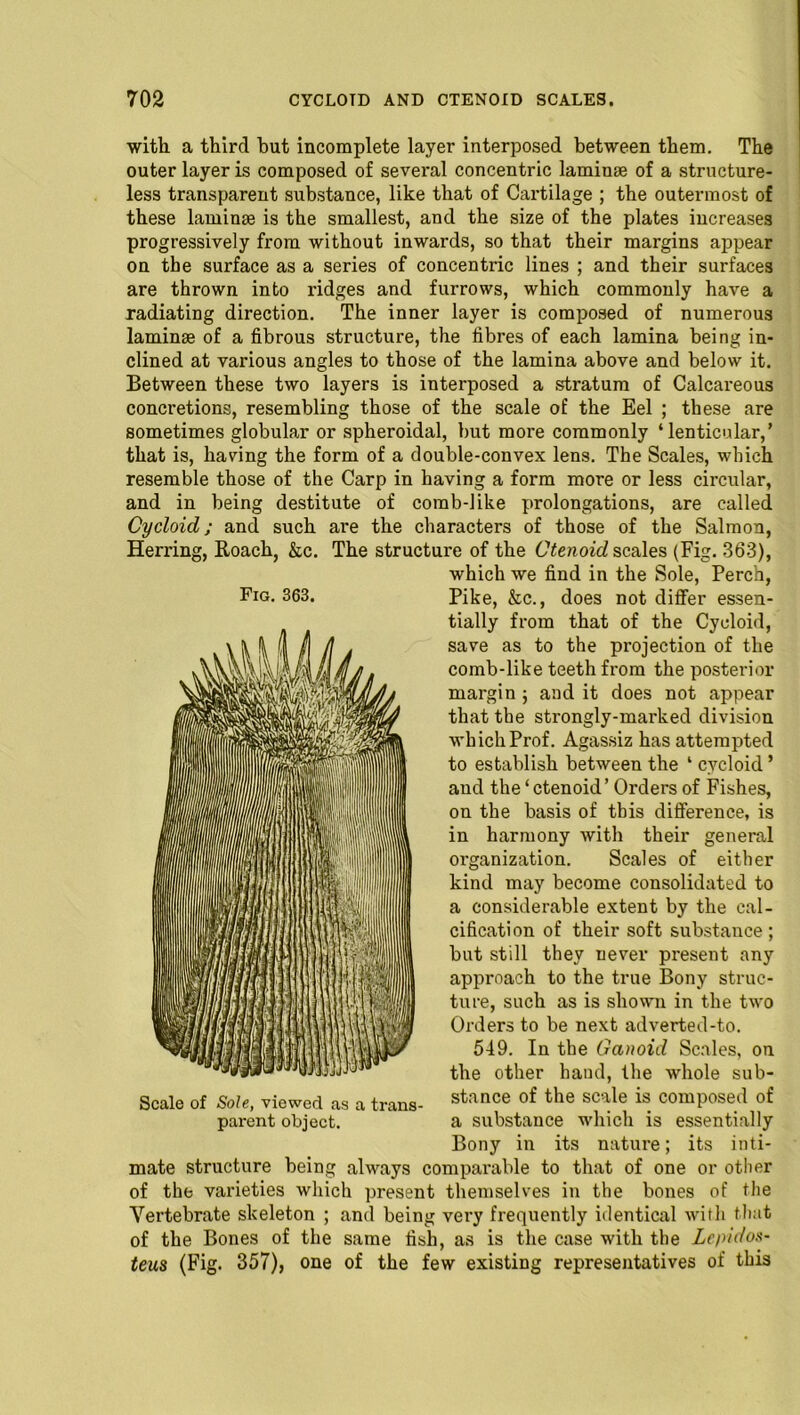 with a third hut incomplete layer interposed between them. The outer layer is composed of several concentric laminae of a structure- less transparent substance, like that of Cartilage ; the outermost of these laminae is the smallest, and the size of the plates increases progressively from without inwards, so that their margins appear on the surface as a series of concentric lines ; and their surfaces are thrown into ridges and furrows, which commonly have a radiating direction. The inner layer is composed of numerous laminae of a fibrous structure, the fibres of each lamina being in- clined at various angles to those of the lamina above and below it. Between these two layers is interposed a stratum of Calcareous concretions, resembling those of the scale of the Eel ; these are sometimes globular or spheroidal, but more commonly ‘lenticular,’ that is, having the form of a double-convex lens. The Scales, which resemble those of the Carp in having a form more or less circular, and in being destitute of comb-like prolongations, are called Cycloid; and such are the characters of those of the Salmon, Herring, Roach, &c. The structure of the Ctenoid scales (Fig. 363), which we find in the Sole, Perch, Pike, &c., does not differ essen- tially from that of the Cycloid, save as to the projection of the comb-like teeth from the posterior margin ; and it does not appear that the strongly-marked division which Prof. Agassiz has attempted to establish between the ‘ cycloid ’ and the ‘ ctenoid’ Orders of Fishes, on the basis of this difference, is in harmony with their general oi'ganization. Scales of either kind may become consolidated to a considerable extent by the cal- cification of their soft substance; but still they never present any approach to the true Bony struc- ture, such as is shown in the two Orders to be next adverted-to. 549. In the Ganoid Scales, on the other hand, the whole sub- m ,lo,vC1_i iia LI..U1S_ stance of the scale is composed of parent object. a substance which is essentially Bony in its nature; its inti- mate structure being always comparable to that of one or other of the varieties which present themselves in the bones of the Vertebrate skeleton ; and being very frequently identical with that of the Bones of the same fish, as is the case with the Lepidos- teus (Fig. 357), one of the few existing representatives of this Fig. 363. r»f RnIp viawpiI no 4-■».o