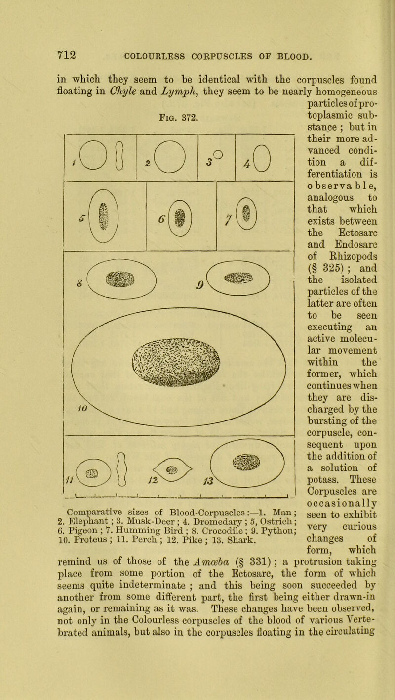 o o 2W 3 in which they seem to be identical with the corpuscles found floating in Chyle and Lymph, they seem to be nearly homogeneous particles ofpro- Fig. 372. toplasmic sub- stance ; but in their more ad- vanced condi- tion a dif- ferentiation is o bserva b 1 e, analogous to that which exists between the Ectosarc and Endosarc of Rhizopods (§ 325) ; and the isolated particles of the latter are often to be seen executing an active molecu- lar movement within the former, which continues when they are dis- charged by the bursting of the corpuscle, con- sequent upon the addition of a solution of potass. These Corpuscles are occasionally seen to exhibit very curious changes of form, which remind us of those of the Amoeba (§ 331); a protrusion taking place from some portion of the Ectosarc, the form of which seems quite indeterminate ; and this being soon succeeded by another from some different part, the first being either drawn-in again, or remaining as it was. These changes have been observed, not only in the Colourless corpuscles of the blood of various Verte- brated animals, but also in the corpuscles floating in the circulating Comparative sizes of Blood-Corpuscles1. Man; 2. Elephant; 3. Musk-Deer ; 4. Dromedary ; 5, Ostrich; (i. Pigeon ; 7. Humming Bird ; 8. Crocodile ; 9. Python; 10. Proteus ; 11. Perch ; 12. Pike; 13. Shark.