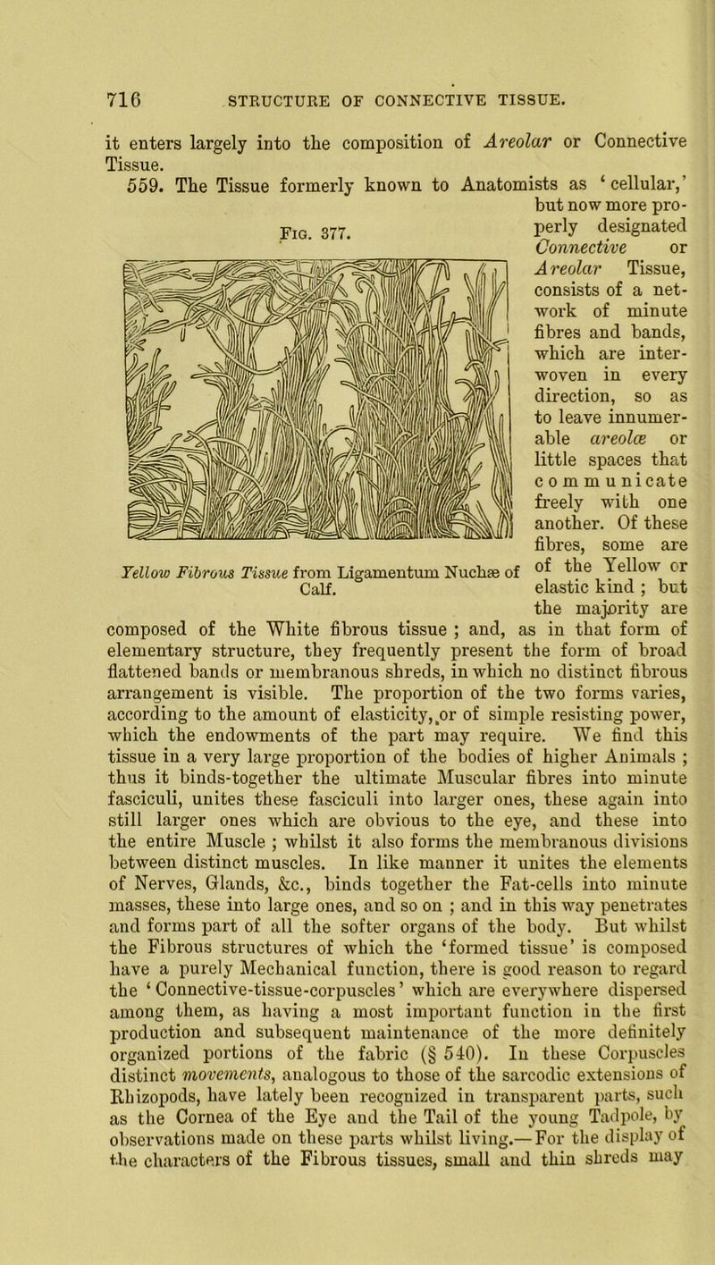 it enters largely into the composition of Areolar or Connective Tissue. 559. The Tissue formerly known to Anatomists as ‘cellular,’ but now more pro- Fig 2Y7. perly designated Connective or Areolar Tissue, consists of a net- work of minute fibres and bands, which are inter- woven in every direction, so as to leave innumer- able areolce or little spaces that c o m m u nicate freely with one another. Of these fibres, some are Yellow Fibrous Tissue from Ligamentum Nuchse of Yellow cr Calf. elastic kind ; but the majority are composed of the White fibrous tissue ; and, as in that form of elementary structure, they frequently present the form of broad flattened bands or membranous shreds, in which no distinct fibrous arrangement is visible. The proportion of the two forms varies, according to the amount of elasticity, ,01' of simple resisting power, which the endowments of the part may require. We find this tissue in a very large proportion of the bodies of higher Animals ; thus it binds-together the ultimate Muscular fibres into minute fasciculi, unites these fasciculi into larger ones, these again into still larger ones which are obvious to the eye, and these into the entire Muscle ; whilst it also forms the membranous divisions between distinct muscles. In like mauner it unites the elements of Nerves, Glands, &c., binds together the Fat-cells into minute masses, these into large ones, and so on ; and in this way penetrates and forms part of all the softer organs of the body. But whilst the Fibrous structures of which the ‘formed tissue’ is composed have a purely Mechanical function, there is good reason to regard the ‘ Connective-tissue-corpuscles ’ which are everywhere dispersed among them, as having a most important function in the first production and subsequent maintenance of the more definitely organized portions of the fabric (§ 540). In these Corpuscles distinct movements, analogous to those of the sarcodic extensions of Rhizopods, have lately been recognized in transparent parts, such as the Cornea of the Eye and the Tail of the young Tadpole, by observations made on these parts whilst living.— For the display of the characters of the Fibrous tissues, small and thin shreds may Fig. 377.