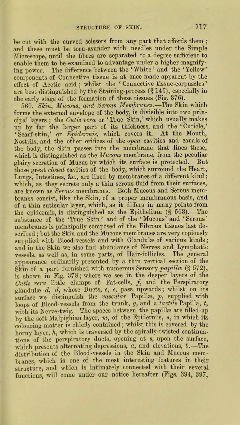be cut with the curved scissors from any part that affords them ; and these must be torn-asunder with needles under the Simple Microscope, until the fibres are separated to a degree sufficient to enable them to be examined to advantage under a higher magnify- ing power. The difference between the ‘White ’ and the ‘Yellow’ components of Connective tissue is at once made apparent by the effect of Acetic acid; whilst the ‘Connective-tissue-corpuscles’ are best distinguished by the Staining-process (§ 145), especially in the early stage of the formation of these tissues (Fig. 376). 560. Skin, Mucous, and Serous Membranes.—The Skin wliicb forms the external envelope of the body, is divisible into two prin- cipal layers ; the Cutis vera or ‘True Skin,’ which usually makes up by far the larger part of its thickness, and the ‘Cuticle,’ ‘Scarf-skin,’ or Epidermis, which covers it. At the Mouth, Nostrils, and the other orifices of the open cavities and canals of the body, the Skin passes into the membrane that lines these, which is distinguished as the Mucous membrane, from the peculiar glairy secretion of Mucus by which its surface is protected. But those great closed cavities of the body, which surround the Heart, Lungs, Intestines, &c., are lined by membranes of a different kind; which, as they secrete only a thin serous fluid from their surfaces, are known as Serous membranes. Both Mucous and Serous mem- branes consist, like the Skin, of a proper membranous basis, and of a thin cuticular layer, which, as it differs in many points from the epidermis, is distinguished as the Epithelium (§ 563).—The substance of the ‘True Skin’ and of the ‘Mucous’ and ‘Serous’ membranes is principally composed of the Fibrous tissues last de- scribed ; but the Skin and the Mucous membranes are very copiously supplied with Blood-vessels and with Grlandulae of various kinds; and in the Skin we also find abundance of Nerves and Lymphatic vessels, as well as, in some parts, of Hair-follicles. The general appearance ordinarily presented by a thin vertical section of the Skin of a part furnished with numerous Sensory papillaz (§ 572), is shown in Fig. 378; where we see in the deeper layers of the Cutis vera little clumps of Fat-cells, /, and the Perspiratory glandule d, d, whose Ducts, e, e, pass upwards; whilst on its surface we distinguish the vascular Papillae, p, supplied with loops of Blood-vessels from the trunk, g, and a tactile Papilla, t, with its Nerve-twig. The spaces between the papillae are filled-up by the soft Malpighian layer, m, of the Epidermis, a, in which its colouring matter is chiefly contained ; whilst this is covered by the horny layer, h, which is traversed by the spirally-twisted continua- tions of the perspiratory ducts, opening at s, upon the surface, which presents alternating depressions, a, and elevations, b.—The distribution of the Blood-vessels in the Skin and Mucous mem- branes, which is one of the most interesting features in their structure, and which is intimately connected with their several functions, will come under our notice hereafter (Figs. 394, 397,