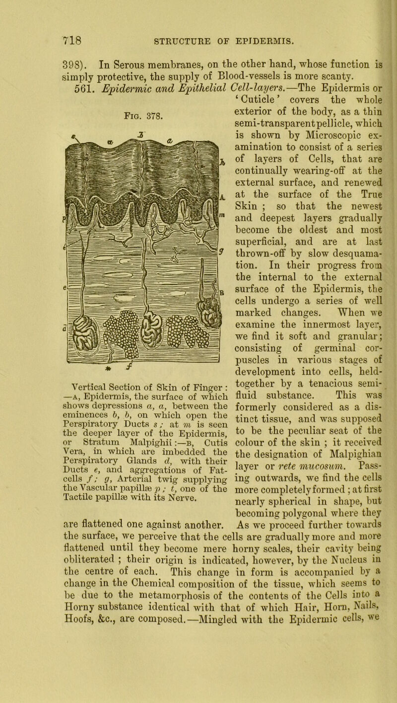 Fig. 378. 398). In Serous membranes, on the other hand, whose function is simply protective, the supply of Blood-vessels is more scanty. 561. Epidermic and Epithelial Cell-layers.—The Epidermis or ‘ Cuticle ’ covers the whole exterior of the body, as a thin semi-transparentpellicle, which is shown by Microscopic ex- amination to consist of a series of layers of Cells, that are continually wearing-off at the external surface, and renewed at the surface of the True Skin ; so that the newest and deepest layers gradually become the oldest and most superficial, and are at last thrown-off by slow desquama- tion. In their progress from the internal to the external surface of the Epidermis, the cells undergo a series of well marked changes. When we examine the innermost layer, we find it soft and granular; consisting of germinal cor- puscles in various stages of development into cells, held- together by a tenacious semi- fluid substance. This was formerly considered as a dis- tinct tissue, and was supposed to be the peculiar seat of the colour of the skin ; it received the designation of Malpighian layer or rete mucosum. Pass- ing outwards, we find the cells more completelyformed ; at first nearly spherical in shape, but becoming polygonal where they Vertical Section of Skin of Finger : —a, Epidermis, the surface of which shows depressions a, a, between the eminences b, b, on which open the Perspiratory Ducts s; at to is seen the deeper layer of the Epidermis, or Stratum Malpighii:—b, Cutis Vera, in which are imbedded the Perspiratory Glands d, with their Ducts e, and aggregations of Fat- cells f; g, Arterial twig supplying the Vascular papillm p ; t, one of the Tactile papilla} with its Nerve. are flattened one against another. As we proceed further towards the surface, we perceive that the cells are gradually more and more flattened until they become mere horny scales, their cavity being obliterated ; their origin is indicated, however, by the Nucleus in the centre of each. This change in form is accompanied by a change in the Chemical composition of the tissue, which seems to be due to the metamorphosis of the contents of the Cells into a Horny substance identical with that of which Hair, Horn, Nails, Hoofs, &c., are composed.—Mingled with the Epidermic cells, we