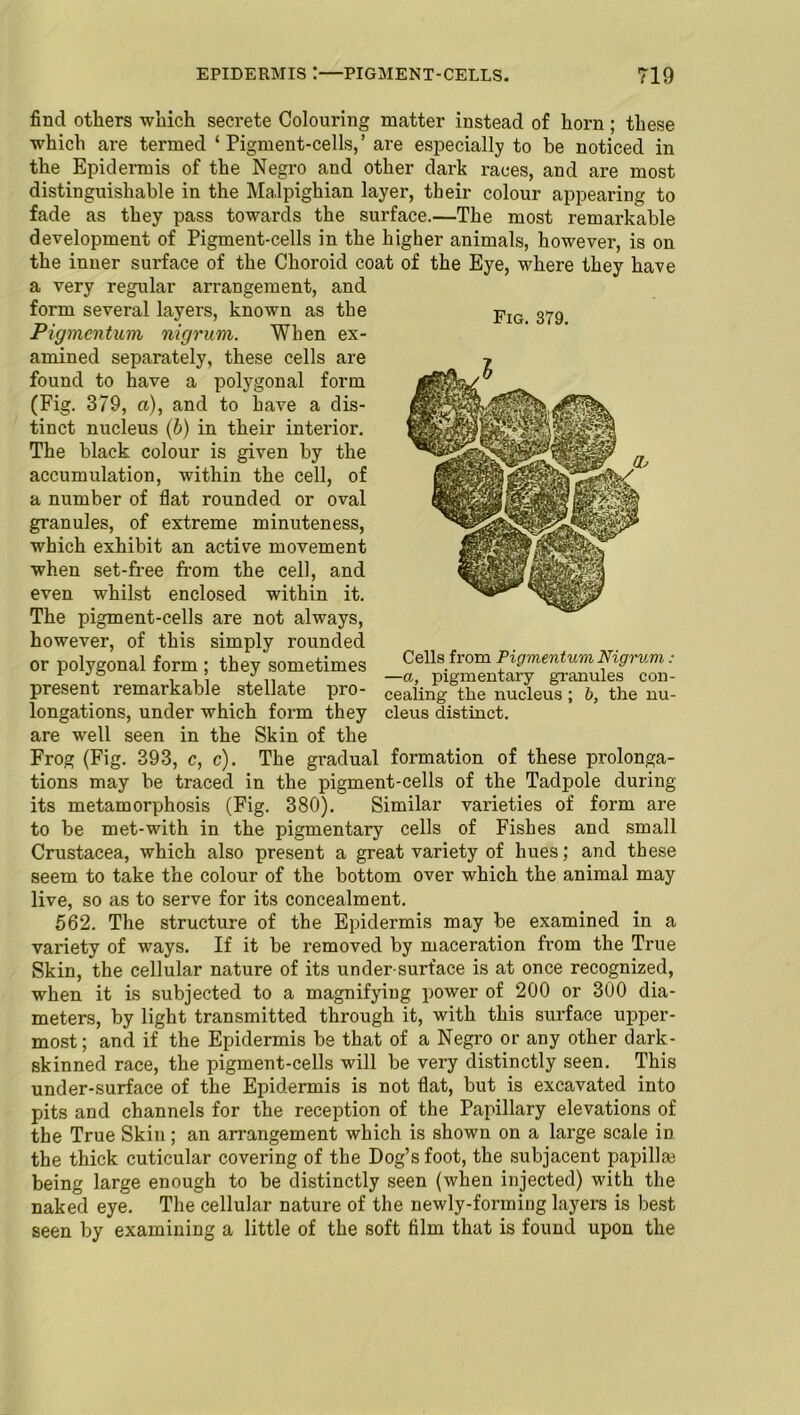 Fig. 379. find others which secrete Colouring matter instead of horn; these which are termed ‘Pigment-cells,’ are especially to be noticed in the Epidermis of the Negro and other dark races, and are most distinguishable in the Malpighian layer, their colour appearing to fade as they pass towards the surface.—The most remarkable development of Pigment-cells in the higher animals, however, is on the inner surface of the Choroid coat of the Eye, where they have a very regular arrangement, and form several layers, known as the Pigmentum nigrum. When ex- amined separately, these cells are found to have a polygonal form (Fig. 379, a), and to have a dis- tinct nucleus (b) in their intei'ior. The black colour is given by the accumulation, within the cell, of a number of flat rounded or oval granules, of extreme minuteness, which exhibit an active movement when set-free from the cell, and even whilst enclosed within it. The pigment-cells are not always, however, of this simply rounded or polygonal form ; they sometimes present remarkable stellate pro- longations, under which form they are well seen in the Skin of the Frog (Fig. 393, c, c). The gradual formation of these prolonga- tions may be traced in the pigment-cells of the Tadpole during its metamorphosis (Fig. 380). Similar varieties of form are to be met-with in the pigmentary cells of Fishes and small Crustacea, which also present a great variety of hues; and these seem to take the colour of the bottom over which the animal may live, so as to serve for its concealment. 562. The structure of the Epidermis may be examined in a variety of ways. If it be removed by maceration from the True Skin, the cellular nature of its under surface is at once recognized, when it is subjected to a magnifying power of 200 or 300 dia- meters, by light transmitted through it, with this surface upper- most; and if the Epidermis be that of a Negro or any other dark- skinned race, the pigment-cells will be very distinctly seen. This under-surface of the Epidermis is not flat, but is excavated into pits and channels for the reception of the Papillary elevations of the True Skin; an arrangement which is shown on a large scale in the thick cuticular covering of the Dog’s foot, the subjacent papilla? being large enough to be distinctly seen (when injected) with the naked eye. The cellular nature of the newly-forming layers is best seen by examining a little of the soft film that is found upon the Cells from Pigmentum Nigrum: —a, pigmentary granules con- cealing the nucleus ; b, the nu- cleus distinct.