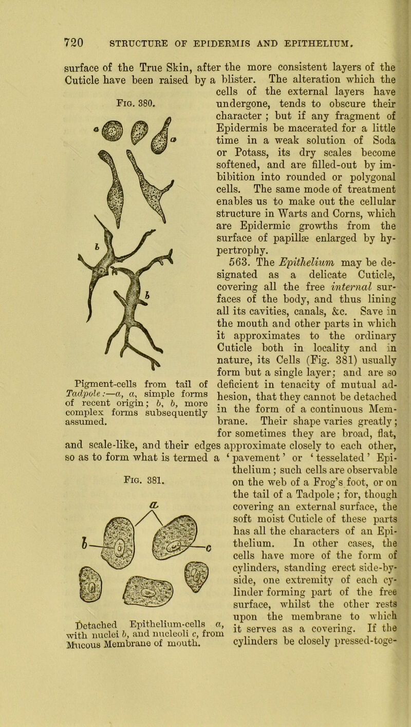 Fig. 380. surface of the True Skin, after the more consistent layers of the Cuticle have been raised by a blister. The alteration which the cells of the external layers have undergone, tends to obscure their character ; but if any fragment of Epidermis be macerated for a little time in a weak solution of Soda or Potass, its dry scales become softened, and are filled-out by im- bibition into rounded or polygonal cells. The same mode of treatment enables us to make out the cellular structure in Warts and Corns, which are Epidermic growths from the surface of papillae enlarged by hy- pertrophy. 563. The Epithelium may be de- signated as a delicate Cuticle, covering all the free internal sur- faces of the body, and thus lining all its cavities, canals, &c. Save in the mouth and other parts in which it approximates to the ordinary Cuticle both in locality and in nature, its Cells (Fig. 381) usually form but a single layer; and are so deficient in tenacity of mutual ad- hesion, that they cannot be detached in the form of a continuous Mem- brane. Their shape varies greatly; for sometimes they are broad, flat, and scale-like, and their edges approximate closely to each other, so as to form what is termed a ‘ pavement ’ or ‘ tesselated ’ Epi- thelium ; such cells are observable Pigment-cells from tail of Tadpole :—a, a, simple forms of recent origin; b, b, more complex forms subsequently assumed. Fig. 381. (L detached Epithelium-cells a, with nuclei b, and nucleoli c, from Mucous Membrane of mouth. on the web of a Frog’s foot, or on the tail of a Tadpole ; for, though covering an external surface, the soft moist Cuticle of these parts has all the characters of an Epi- thelium. In other cases, the cells have more of the form of cylinders, standing erect side-by- side, one extremity of each cy- linder forming part of the free surface, whilst the other rests upon the membrane to which it serves as a covering. If the cylinders be closely pressed-toge-