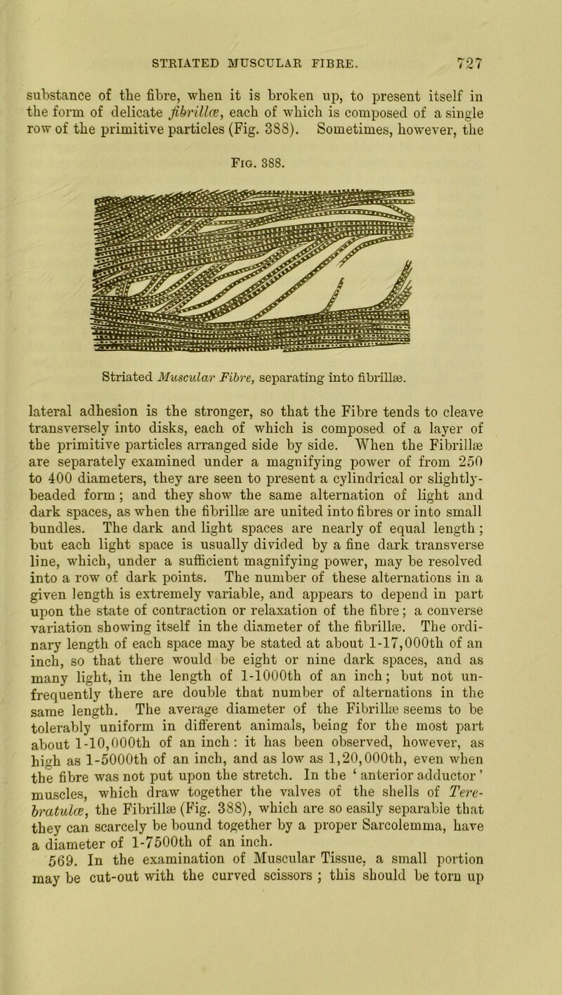 substance of the fibre, when it is broken up, to present itself in the form of delicate fibrillw, each of which is composed of a single row of the primitive particles (Fig. 388). Sometimes, however, the Fig. 388. Striated Muscular Fibre, separating into fibrilke. lateral adhesion is the stronger, so that the Fibre tends to cleave transversely into disks, each of which is composed of a layer of the primitive particles arranged side by side. When the Fibrillse are separately examined under a magnifying power of from 250 to 400 diameters, they are seen to present a cylindrical or slightly- beaded form ; and they show the same alternation of light and dark spaces, as when the fibrillse are united into fibres or into small bundles. The dark and light spaces are nearly of equal length; but each light space is usually divided by a fine dark transverse line, which, under a sufficient magnifying power, may be resolved into a row of dark points. The number of these alternations in a given length is extremely variable, and appears to depend in pai't upon the state of contraction or relaxation of the fibre; a converse variation showing itself in the diameter of the fibrillse. The ordi- nary length of each space may be stated at about 1-17,000th of an inch, so that there would be eight or nine dark spaces, and as many light, in the length of l-1000th of an inch; but not un- frequently there are double that number of alternations in the same length. The average diameter of the Fibrillse seems to be tolerably uniform in different animals, being for the most part about 1-10,000th of an inch : it has been observed, however, as hidi as l-5000th of an inch, and as low as 1,20,000th, even when the fibre was not put upon the stretch. In tbe ‘ anterior adductor ’ muscles, which draw together the valves of the shells of Tere- bratulce, the Fibrillse (Fig. 388), which are so easily separable that they can scarcely be bound together by a proper Sarcolemma, have a diameter of l-7500th of an inch. 569. In the examination of Muscular Tissue, a small portion may be cut-out with the curved scissors ; this should be torn up