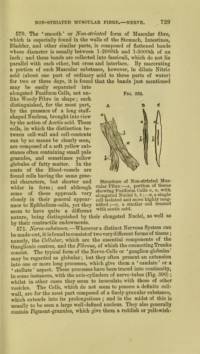 Fig. 389. 570. The ‘smooth’ or Non-stricited form of Muscular fibre, which is especially found in the walls of the Stomach, Intestines, Bladder, and other similar parts, is composed of flattened bands whose diameter is usually between 1-2000th and l-3000th of an inch ; and these hands are collected into fasciculi, which do not lie parallel with each other, hut cross and interlace. By macerating a portion of such Muscular substance, however, in dilute Nitric acid (about one part of ordinary acid to three parts of water) for two or three days, it is found that the hands just mentioned may be easily separated into elongated Fusiform Cells, not un- like Woody Fibre in shape; each distinguished, for the most part, by the presence of a long staff- shaped Nucleus, brought into view by the action of Acetic acid. These cells, in which the distinction be- tween cell-wall and cell-contents can by no means be clearly seen, are composed of a soft yellow sub- stance often containing small pale granules, and sometimes yellow globules of fatty matter. In the coats of the Blood-vessels are found cells having the same gene- ral characters, but shorter and wider in form; and although some of these approach very closely in their general appear- ance to Epithelium-cells, yet they seem to have quite a different nature, being distinguished by their elongated Nuclei, as well as by their contractile endowments. 571. Nerve-substance.—Wherevera distinct Nervous System can be made-out, it is found to consist of two very different forms of tissue ; namely, the Cellular, which are the essential components of the Ganglionic centres, and the Fibrous, of which the connecting Trunks consist. The typical form of the Nerve-Cells or ‘ganglion-globules’ may be regarded as globular; but they often present an extension into one or more long processes, which give them a ‘ caudate ’ or a ‘ stellate ’ aspect. These processes have been traced into continuity, in some instances, with the axis-cylinders of nerve-tubes (Fig. 390) ; whilst in other cases they seem to inosculate with those of other vesicles. The Cells, which do not seem to possess a definite cell- wall, are for the most part composed of a finely-granular substance, which extends into its prolongations ; and in the midst of this is usually to be seen a large well-defined nucleus. They also generally contain Pigment-granules, which give them a reddish or yellowish- structure of Non-striated Mus- cular Fibre:—a, portion of tissue showing Fusiform Cells a, a, with elongated Nuclei b, b ;—b, a single cell isolated and more highly mag- nified ;—c, a similar ceil treated with acetic acid.