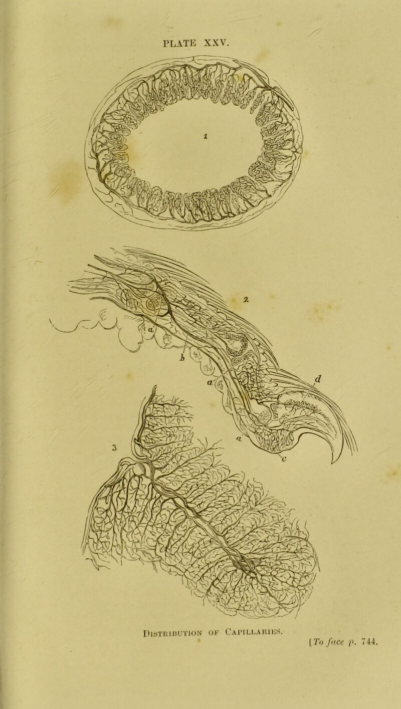 plate XXV. Distribution of Capillaries. [To face p. 744.