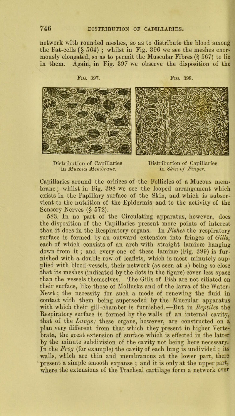 network with rounded meshes, so as to distribute the blood among the Fat-cells (§ 564) ; whilst in Fig. 396 we see the meshes enor- mously elongated, so as to permit the Muscular Fibres (§ 567) to lie in them. Again, in Fig. 397 we observe the disposition of the Fig. 397. Fig. 398. Distribution of Capillaries Distribution of Capillaries in Mucous Membrane. in Skin of Finger. Capillaries around the orifices of the Follicles of a Mucous mem- brane ; whilst in Fig. 398 we see the looped arrangement which exists in the Papillary surface of the Skin, and which is subser- vient to the nutrition of the Epidermis and to the activity of the Sensory Nerves (§ 572). 583. In no part of the Circulating apparatus, however, does the disposition of the Capillaries present more points of interest than it does in the Respiratory organs. In Fisher, the respiratory surface is formed by an outward extension into fringes of GUIs, each of which consists of an arch 'with straight laminae hanging down from it; and every one of these laminje (Fig. 399) is fur- nished with a double row of leaflets, which is most minutely sup- plied with blood-vessels, their network (as seen at a) being so close that its meshes (indicated by the dots in the figure) cover less space than the vessels themselves. The Gills of Fish are not ciliated on their surface, like those of Mollusks and of the larva of the Water- Newt ; the necessity for such a mode of renewing the fluid in contact with them being superseded by the Muscular apparatus with which their gill-chamber is furnished.—But iu Reptiles the Respiratory surface is formed by the walls of an internal cavity, that of the Lungs: these organs, however, are constructed on a plan very different from that which they present in higher Yerte- brata, the great extension of surface which is effected in the latter by the minute subdivision of the cavity not being here necessary. In the Frog (for example) the cavity of each lung is undivided ; its walls, which are thin and membranous at the lower part, there present a simple smooth expanse ; and it is only at the upper part, where the extensions of the Tracheal cartilage form a network over