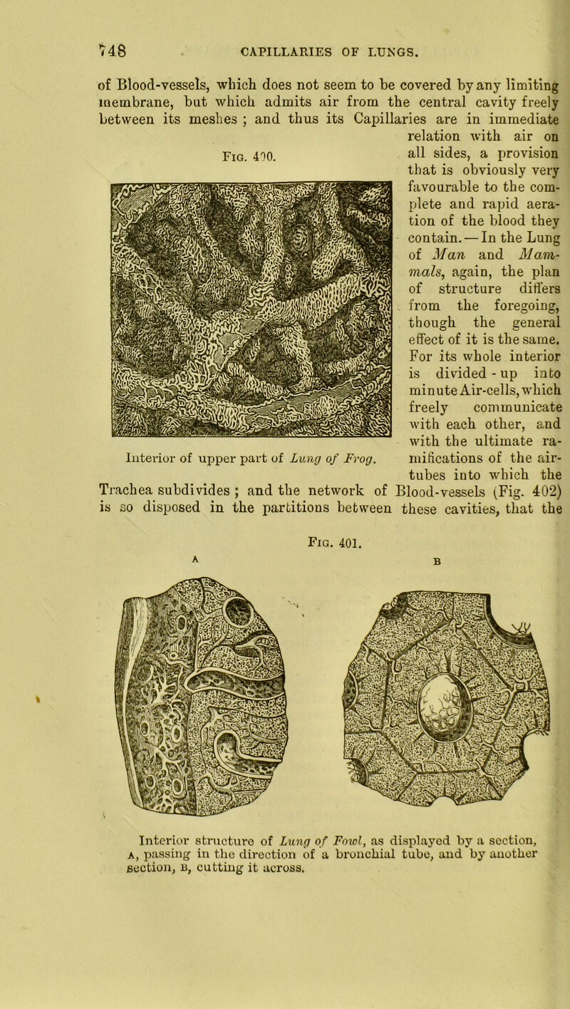 of Blood-vessels, which does not seem to he covered by any limiting membrane, but which admits air from the central cavity freely between its meshes ; and thus its Capillaries are in immediate relation with air on all sides, a provision that is obviously very favourable to the com- plete and rapid aera- tion of the blood they contain. — In the Lung of Man and Mam- mals, again, the plan of structure differs from the foregoing, though the general effect of it is the same. For its whole interior is divided - up into min ute Air-cells, which freely communicate with each other, and with the ultimate ra- mifications of the air- tubes into which the Trachea subdivides ; and the network of Blood-vessels ^Fig. 402) is so disposed in the partitions between these cavities, that the Fig. 400. Interior of upper part of Lung of Frog. Fig. 401. B Interior structure of Lung of Fowl, as displayed by a section, A, passing in the direction of a bronchial tube, and by another section, b, cutting it across.