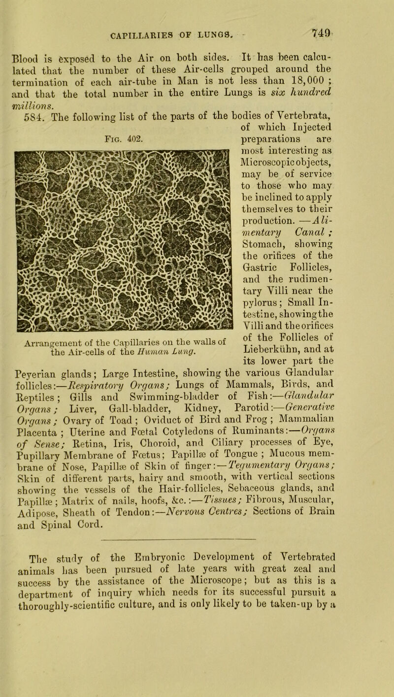 Blood is exposed to the Air on both sides. It has been calcu- lated that the number of these Air-cells grouped around the termination of each air-tuhe in Man is not less than 18,000 ; and that the total number in the entire Lungs is six hundred millions. 584. The following list of the parts of the bodies of Yertebrata, of which Injected preparations are most interesting as Microscopic objects, may be of service to those who may be inclined to apply themselves to their production. —Ali- mentary Canal ; Stomach, showing the orifices of the Gastric Follicles, and the rudimen- tary Villi near the pylorus; Small In- testine, showingthe Villi and the orifices of the Follicles of Lieberkiihn, and at its lower part the Peyerian glands; Large Intestine, showing the various Glandular follicles:—Respiratory Organs; Lungs of Mammals, Birds, and Reptiles; Gills and Swimming-bladder of Fish:—Glandular Organs; Liver, Gall-bladder, Kidney, Parotid:—Generative Organs; Ovary of Toad; Oviduct of Bird and Frog ; Mammalian Placenta ; Uterine and Foetal Cotyledons of Ruminants:—Organs of Sense; Retina, Iris, Choroid, and Ciliary processes of Eye, Pupillary Membrane of Foetus; Papillae of Tongue; Mucous mem- brane of Nose, Papillae of Skin of fingerTegumentary Organs; Skin of different parts, hairy and smooth, with vertical sections showing the vessels of the Hair-follicles, Sebaceous glands, and Papillae; Matrix of nails, hoofs, &c.-.—Tissues; Fibrous, Muscular, Adipose, Sheath of Tendon -.—Nervous Centres; Sections of Brain and Spinal Cord. Fig. 402. Arrangement of the Capillaries on the walls of the Air-cells of the Human Lung. The study of the Embryonic Development of Vertebrated animals has been pursued of late years with gieat zeal and success by the assistance of the Microscope; but as this is a department of inquiry which needs for its successful pursuit a thoroughly-scientific culture, and is only likely to be taken-up by a