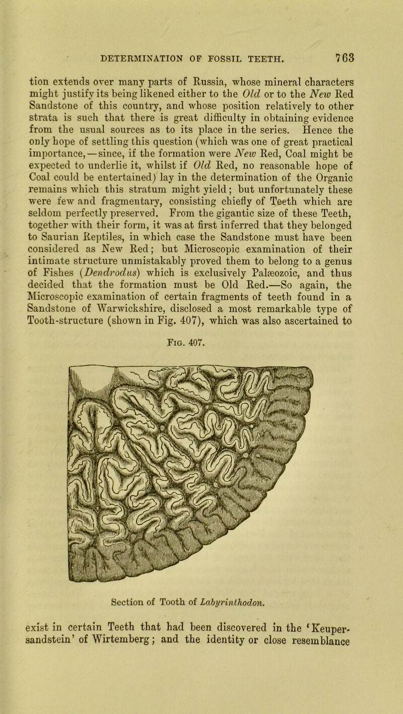 tion extends over many parts of Russia, whose mineral characters might justify its being likened either to the Old or to the New Red. Sandstone of this country, and whose position relatively to other strata is such that there is great difficulty in obtaining evidence from the usual sources as to its place in the series. Hence the only hope of settling this question (which was one of great practical importance, — since, if the formation were Neiv Red, Coal might be expected to underlie it, whilst if Old Red, no reasonable hope of Coal could be entertained) lay in the determination of the Organic remains which this stratum might yield; but unfortunately these were few and fragmentary, consisting chiefly of Teeth which are seldom perfectly preserved. From the gigantic size of these Teeth, together with their form, it was at first inferred that they belonged to Saurian Reptiles, in which case the Sandstone must have been considered as New Red; but Microscopic examination of their intimate structure unmistakably proved them to belong to a genus of Fishes (Dendrodus) which is exclusively Palaeozoic, and thus decided that the formation must be Old Red.—So again, the Microscopic examination of certain fragments of teeth found in a Sandstone of Warwickshire, disclosed a most remarkable type of Tooth-structure (shown in Fig. 407), which was also ascertained to Fig. 407. Section of Tooth of Labyrinlhodon. exist in certain Teeth that had been discovered in the ‘Keuper- sandstein’ of Wirtemberg; and the identity or close resemblance