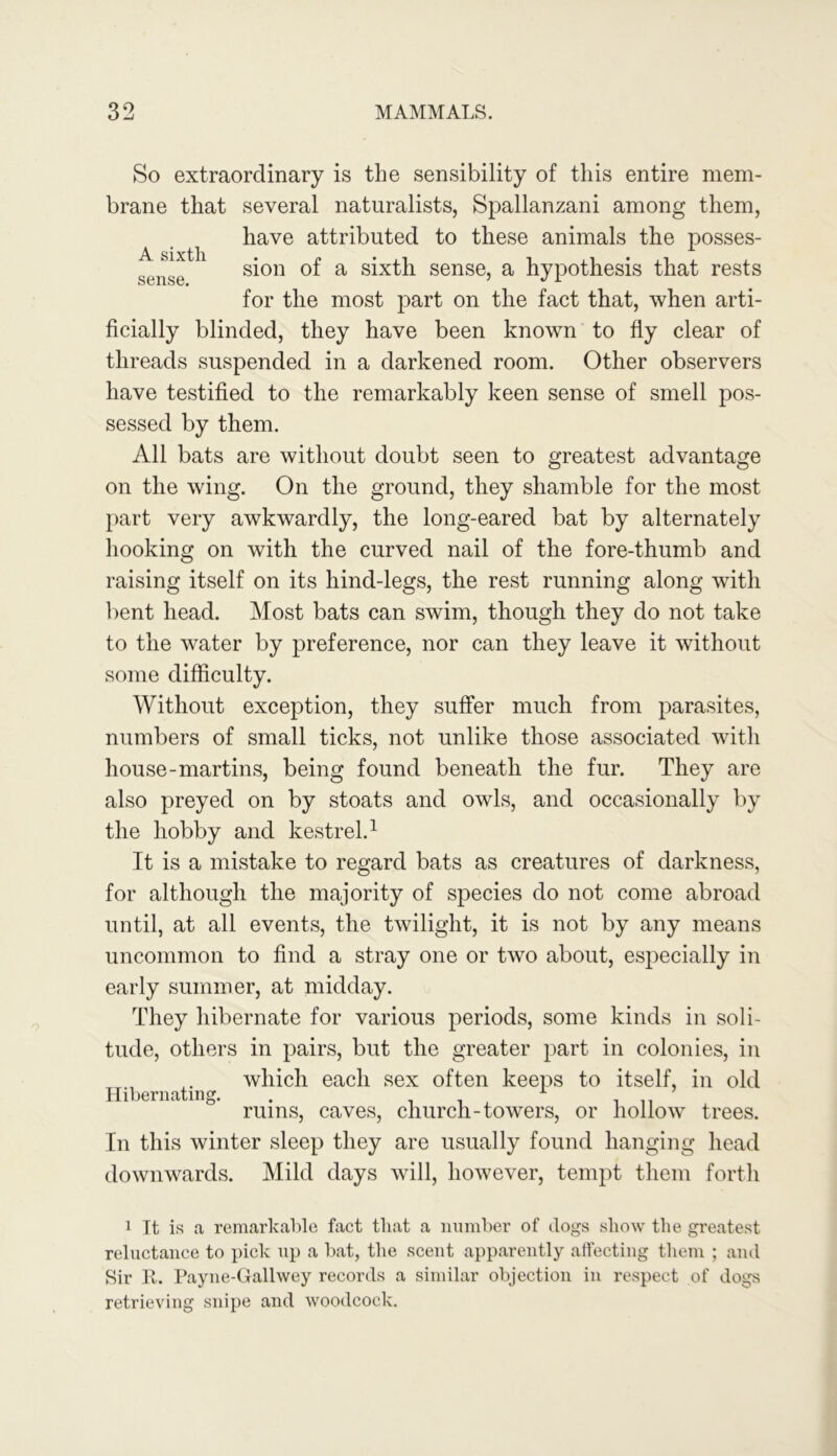 A sixth sense. So extraordinary is the sensibility of this entire mem- brane that several naturalists, Spallanzani among them, have attributed to these animals the posses- sion of a sixth sense, a hypothesis that rests for the most part on the fact that, when arti- ficially blinded, they have been known to fly clear of threads suspended in a darkened room. Other observers have testified to the remarkably keen sense of smell pos- sessed by them. All bats are without doubt seen to greatest advantage on the wing. On the ground, they shamble for the most part very awkwardly, the long-eared bat by alternately hooking on with the curved nail of the fore-thumb and raising itself on its hind-legs, the rest running along with bent head. Most bats can swim, though they do not take to the water by preference, nor can they leave it without some difficulty. Without exception, they suffer much from parasites, numbers of small ticks, not unlike those associated with house-martins, being found beneath the fur. They are also preyed on by stoats and owls, and occasionally by the hobby and kestrel.1 It is a mistake to regard bats as creatures of darkness, for although the majority of species do not come abroad until, at all events, the twilight, it is not by any means uncommon to find a stray one or two about, especially in early summer, at midday. They hibernate for various periods, some kinds in soli- tude, others in pairs, but the greater part in colonies, in which each sex often keeps to itself, in old Hibernating. . . , , , „ ruins, caves, church-towers, or hollow trees. In this winter sleep they are usually found hanging head downwards. Mild days will, however, tempt them forth 1 It is a remarkable fact that a number of (logs show the greatest reluctance to pick up a bat, the scent apparently affecting them ; and Sir R. Payne-Gallwey records a similar objection in respect of dogs retrieving snipe and woodcock.