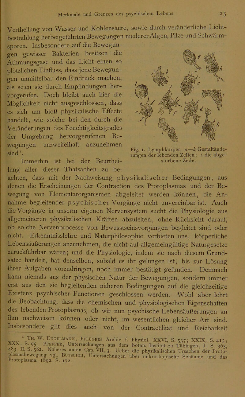Vertheilung von Wasser und Kohlensäure, sowie durch veränderliche Licht- bestrahlung herbeigeführten Bewegungen niederer Algen, Pilze und Schwärm- sporen. Insbesondere auf die Bewegun- gen gewisser Bakterien besitzen die o o Athmungsgase und das Licht einen so plötzlichen Einfluss, dass jene Bewegun- o-en unmittelbar den Eindruck machen, o als seien sie durch Empfindungen her- vorererufen. Doch bleibt auch hier die Möglichkeit nicht ausgeschlossen, dass es sich um bloß physikalische Effecte handelt, wie solche bei den durch die Veränderungen des Feuchtigkeitsgrades der Umgebung hervorgerufenen Be- wegungen unzweifelhaft anzunehmen sind1. Immerhin ist bei der Beurthei- lung aller dieser Thatsachen zu be- Fig. 1. Lymphkörper. a—k Gestaltände- rungen der lebenden Zellen; l die abge- storbene Zeile. achten, dass mit der Nachweisung physikalischer Bedingungen, aus denen die Erscheinungen der Contraction des Protoplasmas und der Be- wegung von Elementarorganismen abgeleitet werden können, die An- nahme begleitender psychischer Vorgänge nicht unvereinbar ist. Auch die Vorgänge in unserm eigenen Nervensystem sucht die Physiologie aus allgemeineren physikalischen Kräften abzuleiten, ohne Rücksicht darauf, ob solche Nervenprocesse von Bewusstseinsvorgängen begleitet sind oder nicht. Erkenntnisslehre und Naturphilosophie verbieten uns, körperliche Lebensäußerungen anzunehmen, die nicht auf allgemeingültige Naturgesetze zurückführbar wären; und die Physiologie, indem sie nach diesem Grund- sätze handelt, hat denselben, sobald es ihr gelungen ist, bis zur Lösung ihrer Aufgaben vorzudringen, noch immer bestätigt gefunden. Demnach kann niemals aus der physischen Natur der Bewegungen, sondern immer erst aus den sie begleitenden näheren Bedingungen auf die gleichzeitige Existenz psychischer Functionen geschlossen werden. Wohl aber lehrt die Beobachtung, dass die chemischen und physiologischen Eigenschaften des lebenden Protoplasmas, ob wir nun psychische Lebensäußerungen an ihm nachweisen können oder nicht, im wesentlichen gleicher Art sind. Insbesondere gilt dies auch von der Contractilität und Reizbarkeit 1 Th-w; Engelmann, Pflügers Archiv f. Physiol. XXVI, S. 537; XXIX, S. 415; c tt c-95' Pfeffer, Untersuchungen aus dem botan. Institut zu Tübingen, I, S. 363, 4 3. I. S. 582. Näheres unten Cap. VII, 3. Ueber die physikalischen Ursachen der Proto- plasmabewegung vgl BÜtschli, Untersuchungen über mikroskopische Schäume und das Protoplasma. 1892. S. 172.