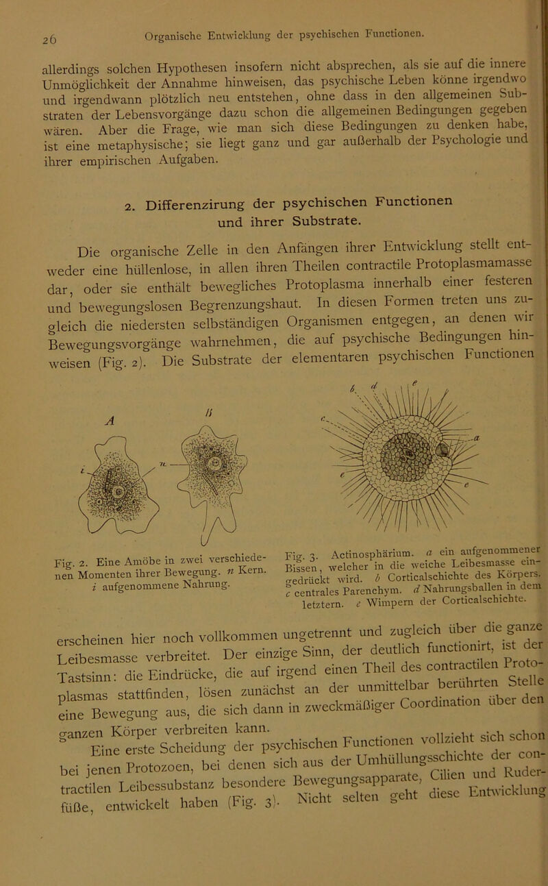 allerdings solchen Hypothesen insofern nicht absprechen, als sie auf die innere Unmöglichkeit der Annahme hinweisen, das psychische Leben könne irgendwo und irgendwann plötzlich neu entstehen, ohne dass in den allgemeinen Sub- straten der Lebensvorgänge dazu schon die allgemeinen Bedingungen gegeben wären Aber die Frage, wie man sich diese Bedingungen zu denken habe, ist eine metaphysische; sie liegt ganz und gar außerhalb der Psychologie und ihrer empirischen Aufgaben. 2. Differenzirung der psychischen Functionen und ihrer Substrate. Die organische Zelle in den Anfängen ihrer Entwicklung stellt ent- weder eine hüllenlose, in allen ihren Theilen contractile Protoplasmamasse dar, oder sie enthält bewegliches Protoplasma innerhalb einer festeren und bewegungslosen Begrenzungshaut. In diesen Formen treten uns zu- gleich die niedersten selbständigen Organismen entgegen, an denen wir Bewegungsvorgänge wahrnehmen, die auf psychische Bedingungen hin- weisen (Fig. 2). Die Substrate der elementaren psychischen Functionen Fig. 2. Eine Amöbe in zwei verschiede- nen Momenten ihrer Bewegung, n Kern. i aufgenommene Nahrung. Fig F Actinosphärium. a ein aufgenommener Bissen, welcher in die weiche Leibesmasse ein- gedrückt wird, b Corticalschichte des Körpers. c centrales Parenchym, d Nahrungsballen m dem letztem, c Wimpern der Corticalschichte. erscheinen hier noch vollkommen ungetrennt und zugleich über die ganze Teibe müsse verbreitet. Der einzige Sinn, der deutlich funct.on.rt, .st de. qdrücke, die auf irgend einen Thei, des contrac. en Proto- plasmas stattfinden, lösen zunächst an der eine Bewegung aus, die sich dann in zweckmäßiger Coord.nat.on ganZEi„c erSg psychischen Functionen vollzieht sich schon bei jenen Protozoen! bef denen sich aus der Umhüllung^chichte der con- diese'1 Entwicklung