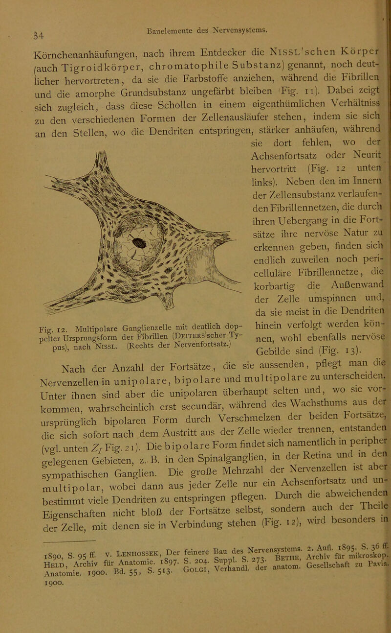 Körnchenanhäufungen, nach ihrem Entdecker die NiSSL’sehen Körper (auch Tigroidkörper, chromatophile Substanz) genannt, noch deut- licher hervortreten, da sie die Farbstoffe anziehen, während die Fibrillen und die amorphe Grundsubstanz ungefärbt bleiben 'Fig. n). Dabei zeigt sich zugleich, dass diese Schollen in einem e-igenthümlichen Verhältniss zu den verschiedenen Formen der Zellenausläufer stehen, indem sie sich an den Stellen, wo die Dendriten entspringen, stärker anhäufen, während sie dort fehlen, wo der Achsenfortsatz oder Neurit hervortritt (Fig. 12 unten links). Neben den im Innern der Zellensubstanz verlaufen- den Fibrillennetzen, die durch ihren Uebergang in die Fort- sätze ihre nervöse Natur zu erkennen geben, finden sich endlich zuweilen noch peri- celluläre Fibrillennetze, die korbartig die Außenwand der Zelle umspinnen und, da sie meist in die Dendriten Fig. 12. Multipolare Ganglienzelle mit deutlich dop- pelter Ursprungsform der Fibrillen (Deiters scher Ty- pus), nach Nissl. (Rechts der Nervenfortsatz.) hinein verfolgt werden kön- nen, wohl ebenfalls nervöse Gebilde sind (Fig. 13). Nach der Anzahl der Fortsätze, die sie aussenden, pflegt man die Nervenzellen in unipolare, bipolare und multipolare zu unterscheiden. Unter ihnen sind aber die unipolaren überhaupt selten und, wo sie Vor- kommen, wahrscheinlich erst secundär, während des Wachsthums aus der ursprünglich bipolaren Form durch Verschmelzen der beiden Fortsatze, die sich sofort nach dem Austritt aus der Zelle wieder trennen entstanden (vgl unten Z7 Fig. 21). Die bipolare Form findet sich namentlich in peripher gelegenen Gebieten, z. B. in den Spinalganglien, in der Retina und in den sympathischen Ganglien. Die große Mehrzahl der Nervenzellen ist aber multipolar, wobei dann aus jeder Zelle nur ein Achsenfortsatz und un- bestimmt viele Dendriten zu entspringen pflegen. Durch die abweichendej Eigenschaften nicht bloß der Fortsätze selbst, sondern auch.der^TheilJ der Zelle, mit denen sie in Verbindung stehen (Fig. 12,, \\u es 1800 S CU ff. V. Lenhossek, Der feinere Bau des Nervcn^stems. Held bArchiv für Anatomie. 1897. S. 204. Suppl. S. 273. I?E™E< “ tomie .900. Bd.S5, s- 5*3- Golg., Ve,h.»dl. der «n.tom. 1900. 2. Aufl. 1895. S. 36 ff- Archiv für mikroskop. Gesellschaft zu Pavia.