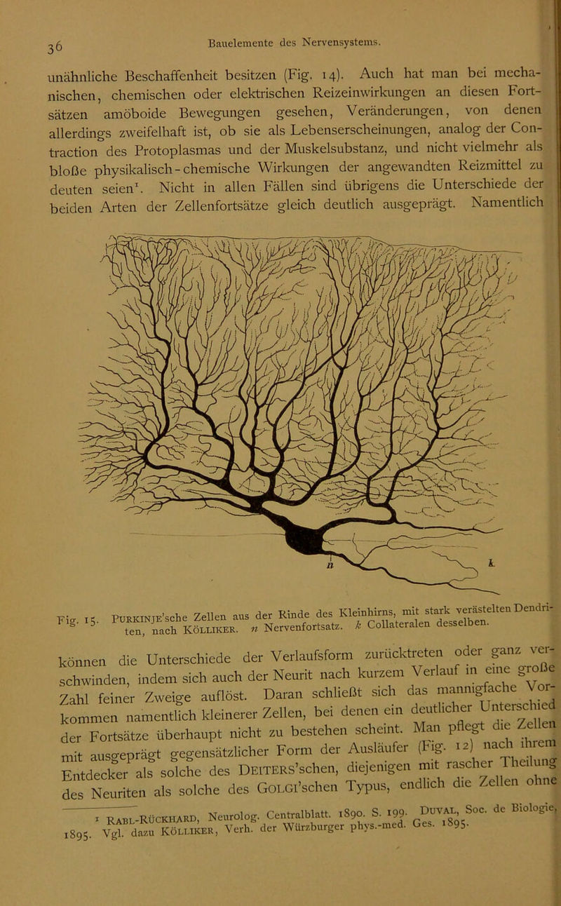 unähnliche Beschaffenheit besitzen (Fig. 14). Auch hat man bei mecha- nischen, chemischen oder elektrischen Reizeinwirkungen an diesen Fort- sätzen amöboide Bewegungen gesehen, Veränderungen, von denen allerdings zweifelhaft ist, ob sie als Lebenserscheinungen, analog der Con- traction des Protoplasmas und der Muskelsubstanz, und nicht vielmehr als bloße physikalisch - chemische Wirkungen der angewandten Reizmittel zu deuten seien1. Nicht in allen Fällen sind übrigens die Unterschiede der beiden Arten der Zellenfortsätze gleich deutlich ausgeprägt. Namentlich Fi» ,t PüRKINTE'sche Zellen ans der Kinde des Kleinhirns, mit stark verästelten Dendri- F,g. 15. P““N^feKfLUliEK, „ Nervenfortsats. t Collaterale« desselben. können die Unterschiede der Verlaufsform zurücktreten oder ganz ver- schwinden, indem sich auch der Neurit nach kurzem Verlauf .n «me große Zahl feiner Zweige auflöst. Daran schließt sich das mannigfache V kommen namentlich kleinerer Zehen, bei denen ein deutlicher Untre ue der Fortsätze überhaupt nicht zu bestehen scheint. Man pflegt die Ze len mit ausgeprägt gegensätzlicher Form der Ausläufer ( >g- I2) na^L \ J Entdecke/als solche des DEITERS’sehen, diejenigen mit rascher Iheilu des Neuriten als solche des GOLGi’schen Typus, endlich die Zellen oh ,8,5. Vgt das“ Koluker, Verb, der Würzburger pbys.-med. Ges. .895.