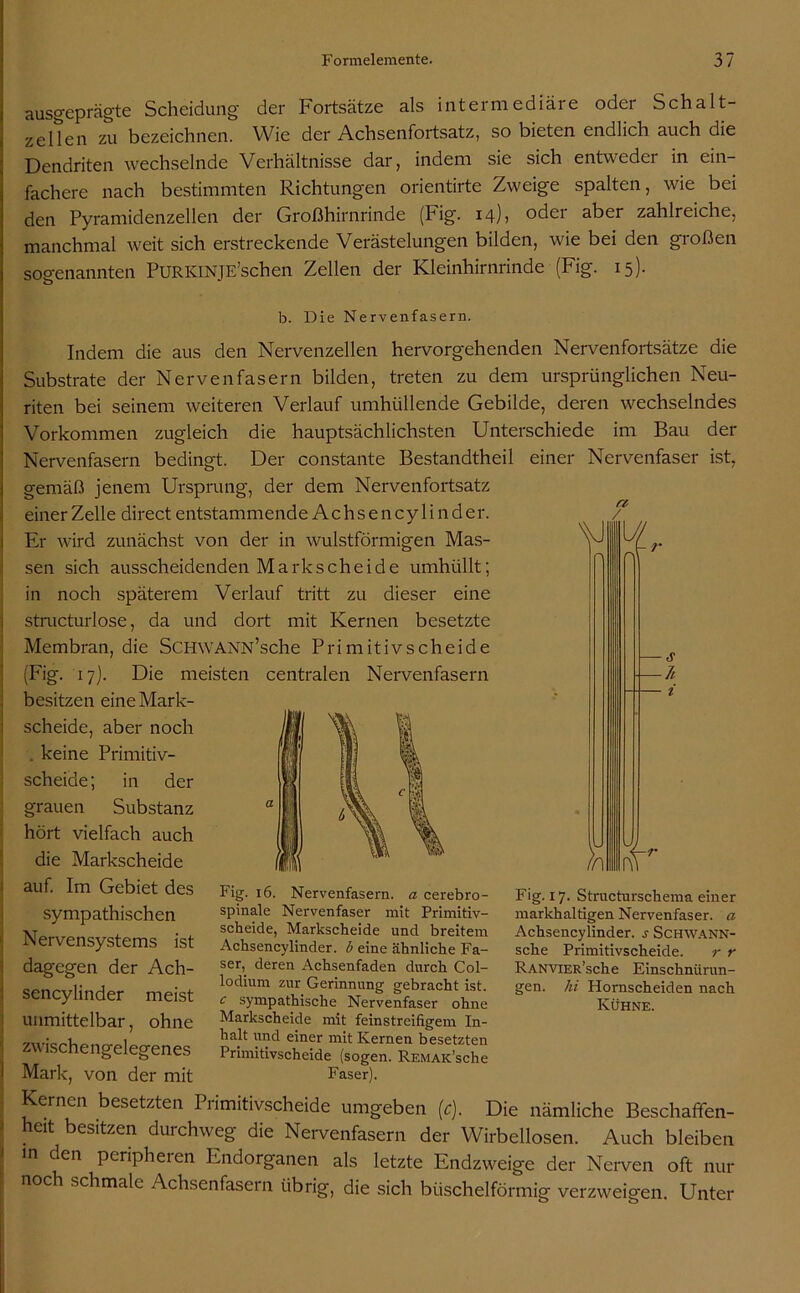 ausgeprägte Scheidung der Fortsätze als intermediäre oder Schnit- zelten zu bezeichnen. Wie der Achsenfortsatz, so bieten endlich auch die Dendriten wechselnde Verhältnisse dar, indem sie sich entweder in ein- fachere nach bestimmten Richtungen orientirte Zweige spalten, wie bei den Pyramidenzellen der Großhirnrinde (Fig. 14), oder aber zahlreiche, manchmal weit sich erstreckende Verästelungen bilden, wie bei den großen sogenannten PURKlNJE’schen Zellen der Kleinhirnrinde (Fig. 15). b. Die Nervenfasern. Indem die aus den Nervenzellen hervorgehenden Nervenfortsätze die Substrate der Nervenfasern bilden, treten zu dem ursprünglichen Neu- riten bei seinem weiteren Verlauf umhüllende Gebilde, deren wechselndes \\J a / % Vorkommen zugleich die hauptsächlichsten Unterschiede im Bau der Nervenfasern bedingt. Der constante Bestandtheil einer Nervenfaser ist, gemäß jenem Ursprung, der dem Nervenfortsatz einer Zelle direct entstammende A c h s e n c y 1 i n d er. Er wird zunächst von der in wulstförmigen Mas- sen sich ausscheidenden Markscheide umhüllt; in noch späterem Verlauf tritt zu dieser eine structurlose, da und dort mit Kernen besetzte Membran, die ScHWANN’sche Primitivscheide (Fig. 17). Die meisten centralen Nervenfasern besitzen eine Mark- scheide, aber noch keine Primitiv- scheide; in der grauen Substanz hört vielfach auch , m ™ u u die Markscheide Ml V‘ p\ -7t - i r auf. Im Gebiet des sympathischen Nervensystems ist dagegen der Ach- sencylinder meist unmittelbar, ohne zwischengelegenes Mark, von der mit Fig. 16. Nervenfasern, a cerebro- spinale Nervenfaser mit Primitiv- scheide, Markscheide und breitem Achsencylinder, b eine ähnliche Fa- ser, deren Achsenfaden durch Col- lodium zur Gerinnung gebracht ist. c sympathische Nervenfaser ohne Markscheide mit feinstreifigem In- halt und einer mit Kernen besetzten Primitivscheide (sogen. REMAK’sche Faser). Fig. 17. Structurschema einer markhaltigen Nervenfaser, a Achsencylinder. j Schwann- sche Primitivscheide. r r RANViER’sche Einschnürun- gen. hi Hornscheiden nach Kühne. Kernen besetzten Piimitivscheide umgeben (c). Die nämliche Beschaffen- heit besitzen durchweg die Nervenfasern der Wirbellosen. Auch bleiben m den peripheren Endorganen als letzte Endzweige der Nerven oft nur noch schmale Achsenfasern übrig, die sich büschelförmig verzweigen. Unter