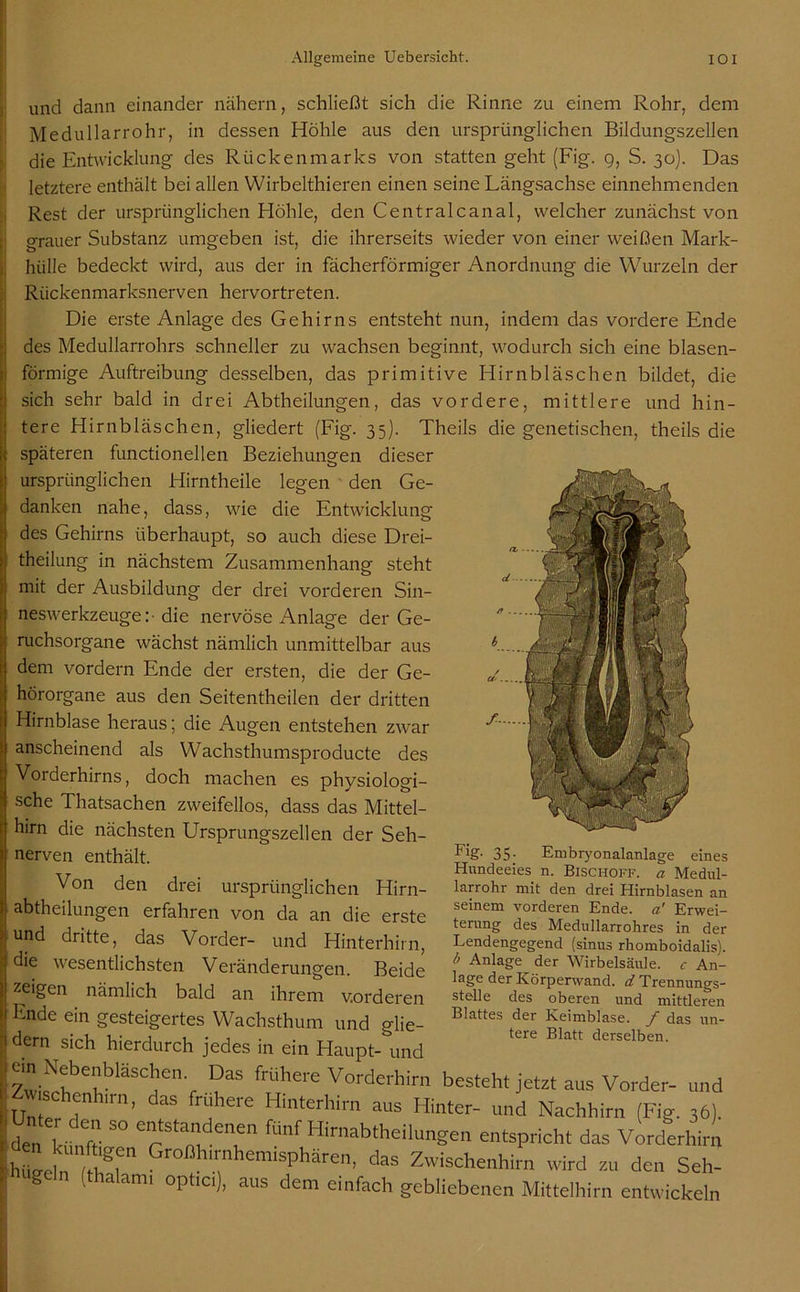 und dann einander nähern, schließt sich die Rinne zu einem Rohr, dem Medullarrohr, in dessen Höhle aus den ursprünglichen Bildungszellen die Entwicklung des Rückenmarks von statten geht (Fig. 9, S. 30). Das letztere enthält bei allen Wirbelthieren einen seine Längsachse einnehmenden Rest der ursprünglichen Höhle, den Centralcanal, welcher zunächst von X CJ / I grauer Substanz umgeben ist, die ihrerseits wieder von einer weißen Mark- hülle bedeckt wird, aus der in fächerförmiger Anordnung die Wurzeln der Rückenmarksnerven hervortreten. Die erste Anlage des Gehirns entsteht nun, indem das vordere Ende des Medullarrohrs schneller zu wachsen beginnt, wodurch sich eine blasen- förmige Auftreibung desselben, das primitive Hirnbläschen bildet, die sich sehr bald in drei Abtheilungen, das vordere, mittlere und hin- tere Hirnbläschen, gliedert (Fig. 35). Theils die genetischen, theils die späteren functionellen Beziehungen dieser ursprünglichen Hirntheile legen den Ge- danken nahe, dass, wie die Entwicklung des Gehirns überhaupt, so auch diese Drei- > theilung in nächstem Zusammenhang steht i mit der Ausbildung der drei vorderen Sin- neswerkzeuge:-die nervöse Anlage der Ge- ruchsorgane wächst nämlich unmittelbar aus dem vordem Ende der ersten, die der Ge- hörorgane aus den Seitentheilen der dritten Hirnblase heraus; die Augen entstehen zwar anscheinend als Wachsthumsproducte des ’ Vorderhirns, doch machen es physiologi- • sehe Thatsachen zweifellos, dass das Mittel- ! hirn die nächsten Ursprungszellen der Seh- \ nerven enthält. Von den drei ursprünglichen Hirn- I abtheilungen erfahren von da an die erste > und dritte, das Vorder- und Hinterhirn, die wesentlichsten Veränderungen. Beide I ze*£en nämlich bald an ihrem vorderen * Ende ein gesteigertes Wachsthum und glie- f— 35- Embryonalanlage eines Hundeeies n. Bischoff. a Medul- larrohr mit den drei Hirnblasen an seinem vorderen Ende, ä Erwei- terung des Medullarrohres in der Lendengegend (sinus rhomboidalis). /> Anlage der Wirbelsäule, c An- lage der Körperwand. d. Trennungs- stelle des oberen und mittleren Blattes der Keimblase. / das un- tere Blatt derselben. t dem sich hierdurch jedes in ein Haupt- und ! e.n Nebenbläschen. Das frühere Vorderhirn besteht jetzt aus Vorder- und [unter H™’ here Hinterllim aus Hinter- und Nachhirn (Fig. 36). 30 Ta„1 Aen fÜ,lf Hirnab^ilu„gen entspricht das Vorderhirn hünete Großh™hemisPhäre’ Zwischenhirn wird zu den Seh-