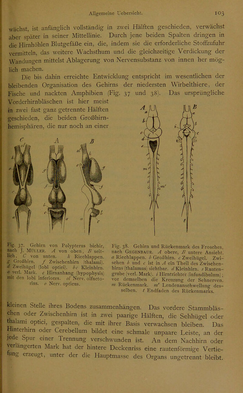 wächst, ist anfänglich vollständig in zwei Hälften geschieden, verwächst aber später in seiner Mittellinie. Durch jene beiden Spalten dringen in die Hirnhöhlen Blutgefäße ein, die, indem sie die erforderliche Stoffzufuhr vermitteln, das weitere Wachsthum und die gleichzeitige Verdickung der Wandungen mittelst Ablagerung von Nervensubstanz von innen her mög- lich machen. Die bis dahin erreichte Entwicklung entspricht im wesentlichen der bleibenden Organisation des Gehirns Fische und nackten Amphibien (Fig. Vorderhirnbläschen ist hier meist in zwei fast ganz getrennte Hälften geschieden, die beiden Großhirn- hemisphären, die nur noch an einer der niedersten Wirbelthiere, der 37 und 38). Das ursprüngliche Fig- 37- Gehirn von Polypterus bichir, nach J. Müller. A von oben, B seit- lich , C von unten. h Riechlappen. S Großhirn. f Zwischenhirn (thalami). d Zweihügel (lobi optici), bc Kleinhirn. a verl. Mark, e Plirnanhang (hypophysis) mit den lobi inferiores, ol Nerv, olfacto- rius. 0 Nerv, opticus. Fig. 38. Gehirn und Rückenmark des Frosches, nach Gegenbaur. A obere, B untere Ansicht. a Riechlappen, b Großhirn, c Zweihügel. Zwi- schen b und c ist in A ein Theil des Zwischen- hirns (thalamus) sichtbar, d Kleinhirn. s Rauten- grube (verl. Mark), i Hirntrichter (infundibulum); vor demselben die Kreuzung der Sehnerven. m Rückenmark, m' Lendenanschwellung des- selben. t Endfaden des Rückenmarks. kleinen Stelle ihres Bodens Zusammenhängen. Das vordere Stammbläs- chen oder Zwischenhirn ist in zwei paarige Hälften, die Sehhügel oder thalami optici, gespalten, die mit ihrer Basis verwachsen bleiben. Das Hinteihirn odei Cerebellum bildet eine schmale unpaare Leiste, an der jede Spui einer Trennung verschwunden ist. An dem Nachhirn oder Ver ängerten Mark hat der hintere Deckenriss eine rautenförmige Vertie- pnfe erzeugt, unter der die Hauptmasse des Organs ungetrennt bleibt.