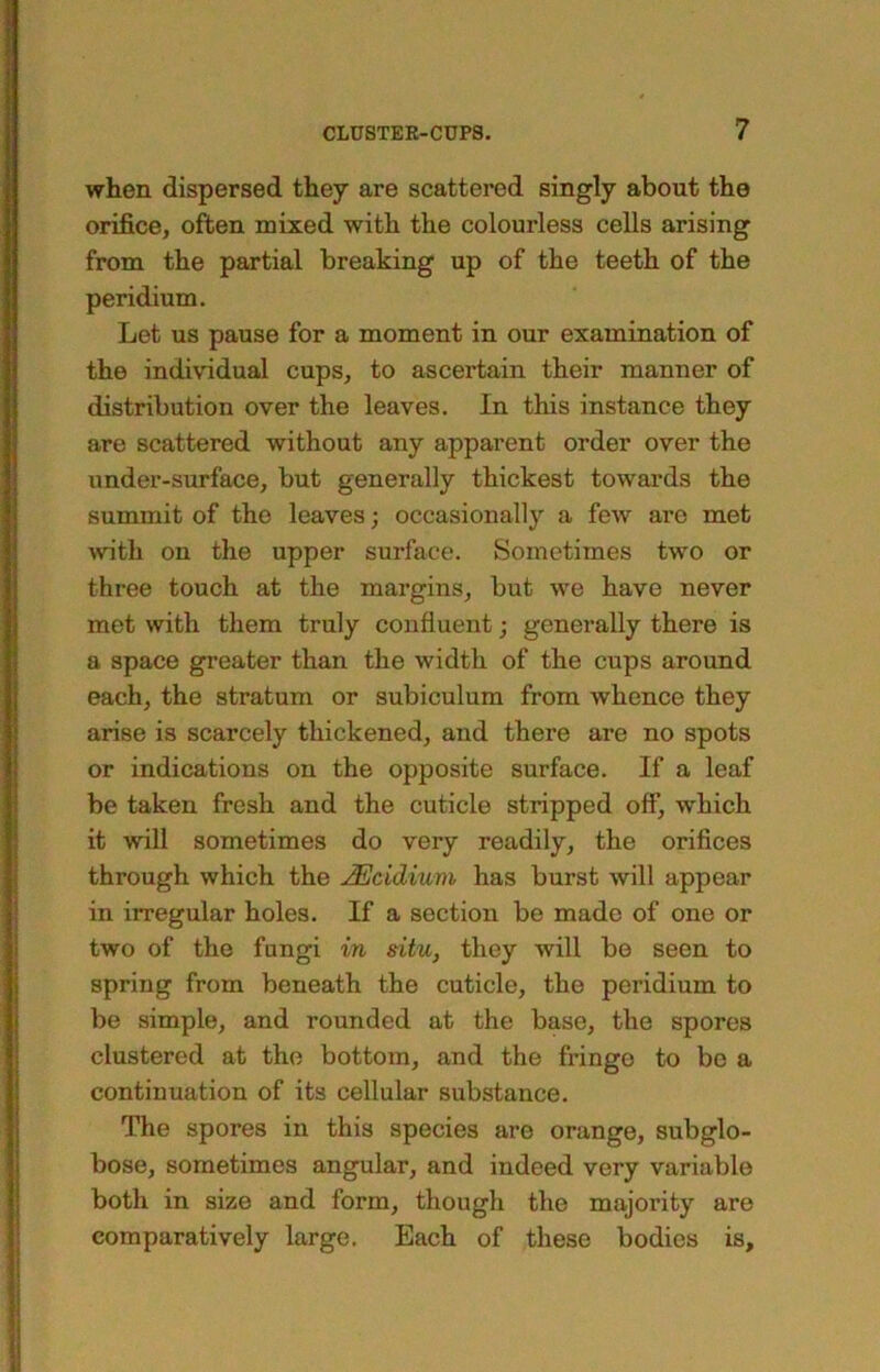 when dispersed they are scattered singly about the orifice, often mixed with the colourless cells arising from the partial breaking up of the teeth of the peridium. Let us pause for a moment in our examination of the individual cups, to ascertain their manner of distribution over the leaves. In this instance they are scattered without any apparent order over the under-surface, but generally thickest towards the summit of the leaves; occasionally a few are met wth on the upper surface. Sometimes two or three touch at the margins, but we have never met with them truly confluent; generally there is a space greater than the width of the cups around each, the stratum or subiculum from whence they arise is scarcely thickened, and there are no spots or indications on the opposite surface. If a leaf be taken fresh and the cuticle stripped off, which it will sometimes do very readily, the orifices through which the JEcidium has burst will appear in irregular holes. If a section be made of one or two of the fungi in situ, they will be seen to spring from beneath the cuticle, the peridium to be simple, and rounded at the base, the spores clustered at the bottom, and the fringe to be a continuation of its cellular substance. The spores in this species are orange, subglo- bose, sometimes angular, and indeed very variable both in size and form, though the majority are comparatively large. Each of these bodies is.