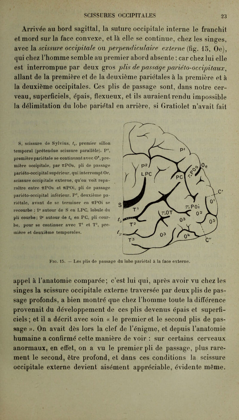 Arrivée au bord sagittal, la suture occipitale interne le franchit et mord sur la face convexe, et là elle se continue, chez les singes, avec la scissure occipitale ou perpendiculaire externe (fig. 15, Oe), qui chez l’homme semble au premier abord absente : car chez lui elle est interrompue par deux gros plis de passagepariéto-occipitaux, allant de la première et de la deuxième pariétales à la première et à la deuxième occipitales. Ces plis de passage sont, dans notre cer- veau, superficiels, épais, flexueux, et ils auraient rendu impossible la délimitation du lobe pariétal en arrière, si Gratiolet n’avait, fait appel à l’anatomie comparée; c’est lui qui, après avoir vu chez les singes la scissure occipitale externe traversée par deux plis de pas- sage profonds, a bien montré que chez l’homme toute la différence provenait du développement de ces plis devenus épais et superfi- ciels; et il a décrit avec soin « le premier et le second plis de pas- sage ». On avait dès lors la clef de l’énigme, et depuis l’anatomie humaine a confirmé cette manière de voir : sur certains cerveaux anormaux, en effet, on a vu le premier pli de passage, plus rare- ment le second, être profond, et dans ces conditions la scissure occipitale externe devient aisément appréciable, évidente même. S, scissure de Sylvius, tv premier sillon temporal (prétendue scissure parallèle). P1, première pariétale se continuant avec O1, pre- mière occipitale, par ttPOs, pli de passage pariéto-occipital supérieur, qui interrompt Oe, scissure occipitale externe, qu’on voit repa- raître entre 7cP0s et 7tP0i, pli de passage pariéto-occipital inférieur. P2, deuxième pa- riétale, avant de se terminer en 7rP0i se recourbe : 1° autour de S en LPC, lobule du pli courbe; 2® autour de t, en PC, pli cour- be, pour se continuer avec T' et T2, pre- mière et deuxième temporales. Fig. 15. — Les plis de passage du lobe pariétal à la face externe.