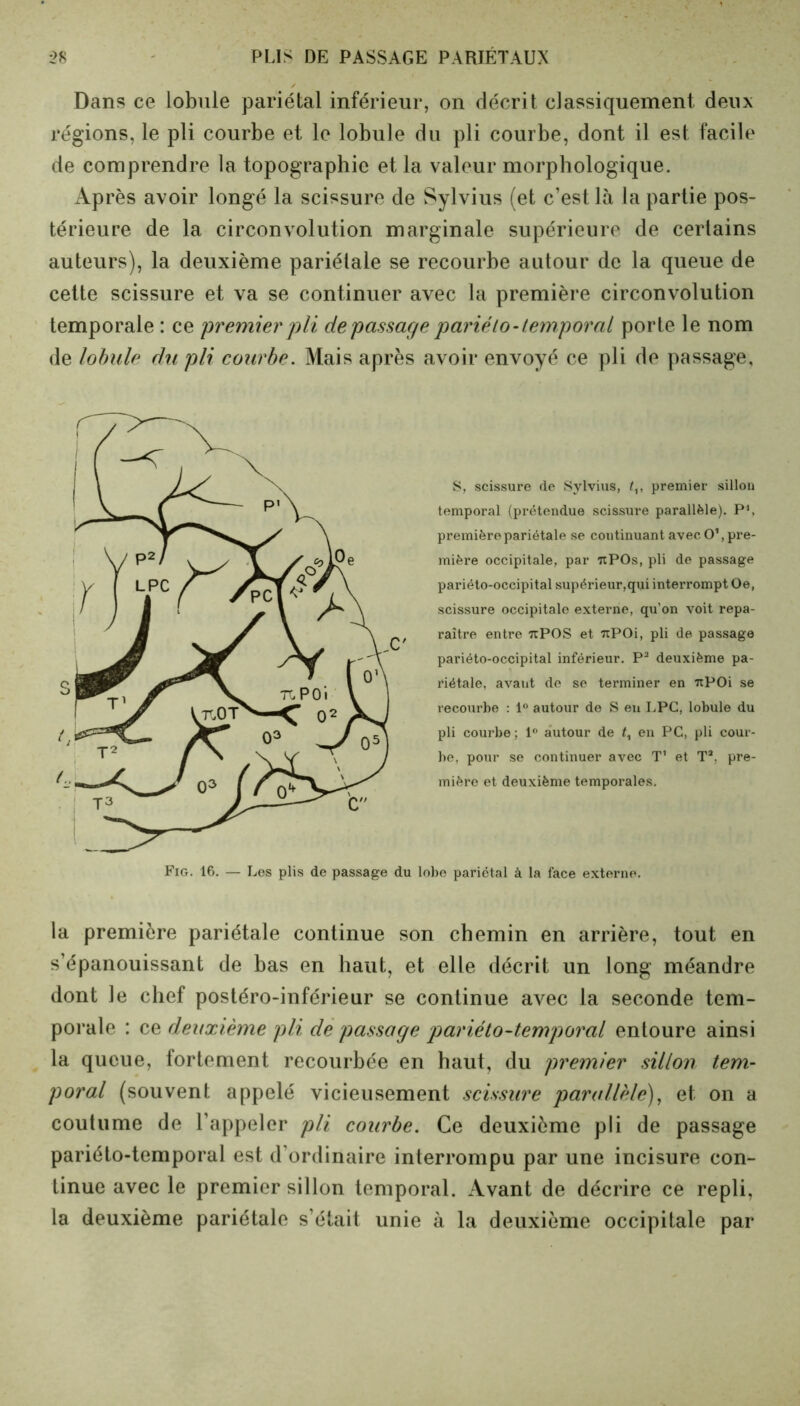 Dans ce lobule pariétal inférieur, on décrit classiquement deux régions, le pli courbe et le lobule du pli courbe, dont il est facile de comprendre la topographie et la valeur morphologique. Après avoir longé la scissure de Sylvius (et c’est là la partie pos- térieure de la circonvolution marginale supérieure de certains auteurs), la deuxième pariétale se recourbe autour de la queue de cette scissure et va se continuer avec la première circonvolution temporale : ce 'premier pli de passage pariélo-temporal porte le nom de lobule du pli courbe. Mais après avoir envoyé ce pli de passage. S, scissure de Sylvius, t„ premier sillon temporal (prétendue scissure parallèle). P1, première pariétale se continuant avec O1, pre- mière occipitale, par tïPOs, pli de passage pariéto-occipital supérieur,qui interrompt Oe, scissure occipitale externe, qu’on voit repa- raître entre tcPOS et 7iP0i, pli de passage pariéto-occipital inférieur. P2 deuxième pa- riétale, avaut de se terminer en TtPOi se recourbe : 1° autour de S en LPC, lobule du pli courbe ; 1° autour de en PC, pli cour- be, pour se continuer avec T1 et Ta. pre- mière et deuxième temporales. Fig. 16. — Les plis de passage du lobe pariétal à la face externe. la première pariétale continue son chemin en arrière, tout en s’épanouissant de bas en haut, et elle décrit un long méandre dont le chef postéro-inférieur se continue avec la seconde tem- porale : ce deuxième pli de passage pariéto-temporal entoure ainsi la queue, fortement recourbée en haut, du premier sillon tem- poral (souvent appelé vicieusement scissure parallèle), et on a coutume de l’appeler pli courbe. Ce deuxième pli de passage pariéto-temporal est d’ordinaire interrompu par une incisure con- tinue avec le premier sillon temporal. Avant de décrire ce repli, la deuxième pariétale s’était unie à la deuxième occipitale par