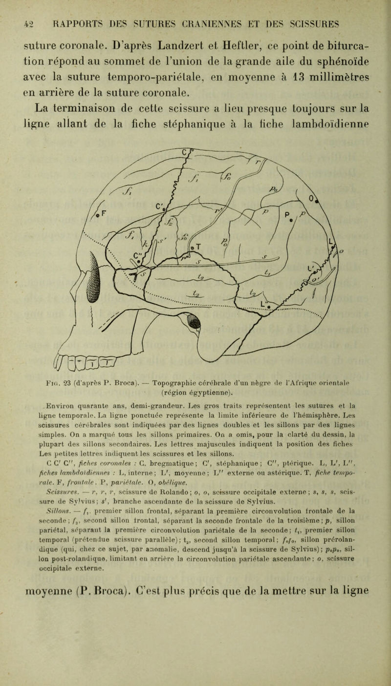 suture coronale. D’après Landzert et Heftler, ce point de biturca- tion répond au sommet de l’union de la grande aile du sphénoïde avec la suture temporo-pariélale, en moyenne à 13 millimètres en arrière de la suture coronale. La terminaison de cette scissure a lieu presque toujours sur la ligne allant de la fiche stéphanique à la fiche lamhdoïdienne Fig. 23 (d’après P. Broca). — Topographie cérébrale d’un nègre de l’Afrique orientale (région égyptienne). Environ quarante ans, demi-grandeur. Les gros traits représentent les sutures et la ligne temporale. La ligne ponctuée représente la limite inférieure de l’hémisphère. Les scissures cérébrales sont indiquées par des lignes doubles et les sillons par des lignes simples. On a marqué tous les sillons primaires. On a omis, pour la clarté du dessin, la plupart des sillons secondaires. Les lettres majuscules indiquent la position des fiches Les petites lettres indiquent les scissures et les sillons. C C' C, fiches coronales : C. bregmatique; C', stéphanique; C”, ptérique. L, L\ L, fiches lambdoïdiennes : L, interne; L'. moyenne; L externe ou astérique. T, fiche tempo- rale. F, front ale. P, pariétale. O, ohéliqtie. Scissures. — r, r, r, scissure de Rolando ; o, o, soissure occipitale externe ; s, s, s, scis- sure de Sylvius; s', branche ascendante de la scissure de Sylvius. Sillons. — f,. premier sillon frontal, séparant la première circonvolution frontale de la seconde; fa, second sillon frontal, séparant la seconde frontale de la troisième; p, sillon pariétal, séparant la première circonvolution pariétale de la seconde; premier sillon temporal (prétendue scissure parallèle) ; ta, second sillon temporal; f0f0, sillon prérolan- dique (qui, chez ce sujet, par anomalie, descend jusqu’à la scissure de Sylvius); p0po, sil- lon post-rolandiquo, limitant en arrière la circonvolution pariétale ascendante; o, scissure occipitale externe. moyenne (P. Broca). C’est plus précis que de la mettre sur la ligne