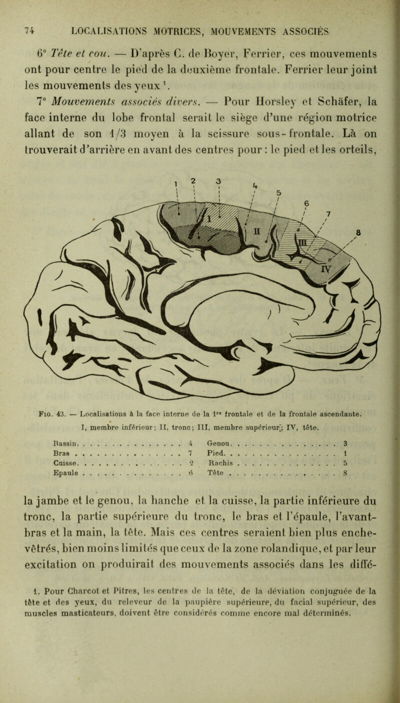 6° Tête et cou. — D’après C. de Boyer, Ferrier, ces mouvements ont pour centre le pied de la deuxième frontale. Ferrier leur joint les mouvements des yeux1. 7° Mouvements associés divers. — Pour Horsley et Schàfer, la face interne du lobe frontal serait le siège d’une région motrice allant de son 1/3 moyen à la scissure sous-frontale. Là on trouverait d’arrière en avant des centres pour : le pied et les orteils, Fig. 43. — Localisations à la face interne de la lr# frontale et de la frontale ascendante. I, membre inférieur; II, tronc; III, membre supérieur; IV, tête. Bassin 4 Genou 3 Bras 7 Pied 1 Cuisse 2 Rachis 5 Epaule . ô Tête 8 la jambe et le genou, la hanche et la cuisse, la partie inférieure du tronc, la partie, supérieure du tronc, le bras et l’épaule, l’avant- bras et la main, la tête. Mais ces centres seraient bien plus enche- vêtrés, bien moins limités que ceux de la zone rolandique, et par leur excitation on produirait des mouvements associés dans les diffé- 1. Pour Charcot et Pitres, les centres de la tête, de la déviation conjuguée de la tête et des yeux, du releveur de la paupière supérieure, du facial supérieur, des muscles masticateurs, doivent être considérés comme encore mal déterminés.