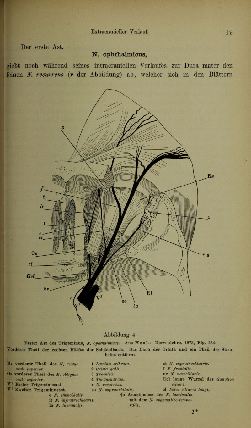 Der erste Ast, N. ophthalmicus, giebt noch wâhrend seines intracraniellen Yerlanfes zur Dura mater den feinen N. recurrens (r der Abbildung) ab, welcber sicb in den Blâttern Abbildung 4. Erster Ast des Trigeminus, N. ophthalmicus. Aus Henle, Nervenlehre, 1373, Fig. 234. Vorderer Theil der rechton Hàlfte der Schâdelbasis. Das Dach der Orbita und ein Tbeil des Stirn- Ks vorderer Tbeil des M. reclus oculi superior. Os vorderer Theil des M. obliquus oculi superior. V1 Erster Trigeminusast. V2 Zweiter Trigeminusast. e N. ethmoidalis. it N. infratrochlearis la A. lacrimalis. beins entfernt. 1 Lamina cribrosa. 2 Crista galli. 3 Trochlea. 4 Thranendrüse. r N. recurrens. so N. supraorbitalis. st iV. supratrochlearis. f N. frontalis. ne N. nasociliaris. Gel lange Wurzel des Ganglion ciliare. cl Nervi ciliares longi. •fo Anastomose des N. lacrimalis mit dem N. zygomatico-tempo- ralis. 2*