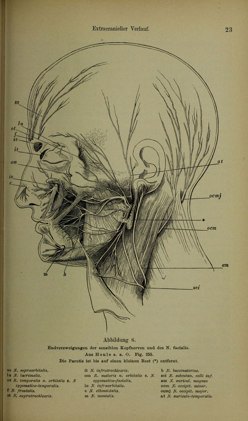 Abbildung 6. Endverzweigungen der sensiblen Kopfnerven und des N. facialis. Aus Henle a. a. O. Fig. 255. Die Parotis ist bis auf einen kleinen Rest (*) entfernt. so A. aupraorbitalia. la A. lacrimalis. ot R. temporalis n. orUtalis s. A zygomatico-temporalia. f A. frontalis. st A. supratrochlearis. it K infratrochlearis. om R. malaria n. orbitalia zygomatico-facialia. io iV. infraorbitalia. e A. ethmoidalia. m A. mentalia. b A. buccinatoriua. s. A. sci A. aubcutan. eolli inf. am A. auricul. magnus ocm A. occipit. minor. ocmj A. occipit. major. at A. auriculo-temporalia.