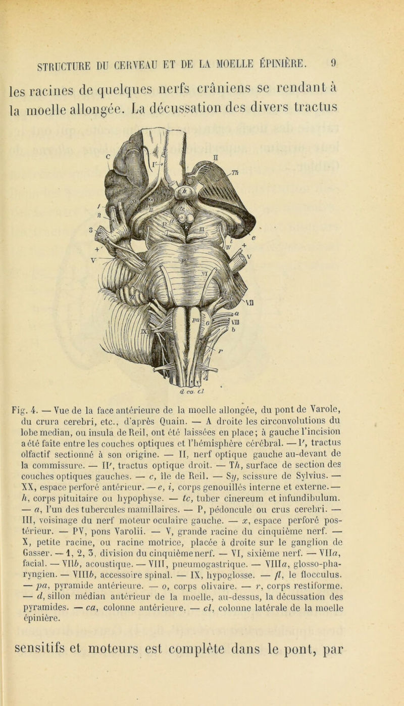 les racines de quelques nerfs craniens sc rendant a la moelle allongee. La decussation des divers tractus ii cor. cl Fig. 4. — Vue de la face anterieure de la moelle allongee, du pont de Varole, du crura cerebri, etc., d’apres Quain. — A droite les circonvolutions du lobe median, on insula deReil, out ete laissces en place; a gauclie l’incision aele faite entre les couches optiques et Hemisphere cerebral. —1', tractus olfactif sectionne a son origine. — II, nerf optique gauclie au-devant de la commissure. — IP, tractus optique droit. — TIi, surface de section des couches optiques gauches. — c, lie de Reil. — Sy, scissure de Sylvius. — XX, espacc perfore anterieur.— e, i, corps genouilles interne et externe.— h, corps pituitaire on hypophyse. — tc, tuber cinereum et infundibulum. — a, Fun des tuberculesmamillaires. — P, pedoncule ou crus cerebri. — III, voisinage du nerf moteur oculaire gauche. — x, espace perfore pos- terieur. — PV, pons Varolii. — V, grande racinc du cinquieme nerf. — X, petite racine, ou racinc motrice, placee a droite sur le ganglion de Gasser. — 1, 2, 3, division du cinquieme nerf. — VI, sixieme nerf. — Vila, facial. —VIIb, acoustique. — VIII, pneumogastrique. — V111«, glosso-plia- ryngien. — VIII6, accessoire spinal. — IX, hypoglosse. — //, le flocculus. — ])a, pyramide anterieure. — o, corps olivaire. — r, corps restilorme. — d, sillon median anterieur de la moelle, au-dessus, la decussation des pyramides. — ca, colonne anterieure. — cl, colonne laterale de la moelle epiniere. sensitifs et moteurs est complete dans le pont, par