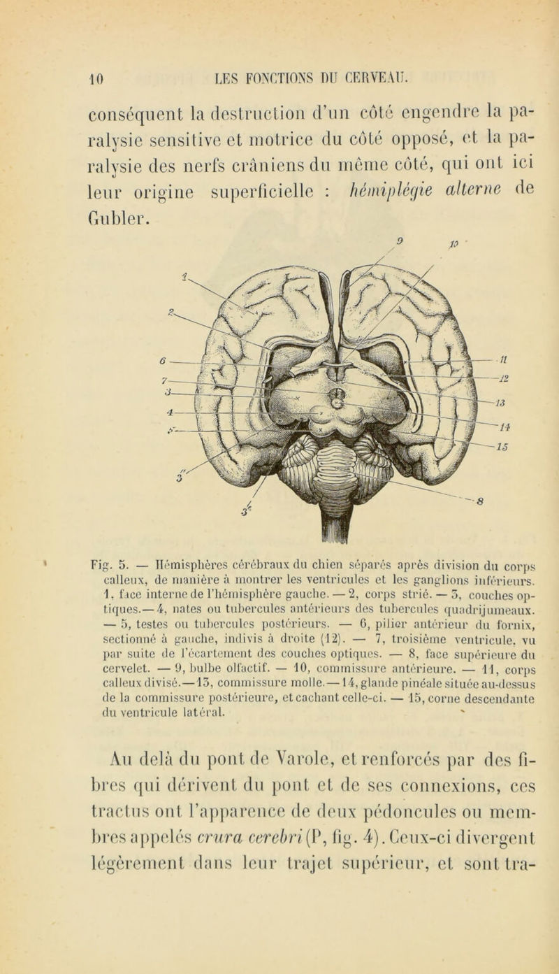 consequent la destruction d’un cole cngcndre la pa- ralysie sensitive et motrice du cote oppose, et la pa- ralvsie des nerfs craniens du meme cote, qui out ici tj leur origine superlicielle : hemipleyie allerne de Gu bier. .9 / 10 Fig. 5. — Hemispheres cerebraux du cliien separes apres division du corps calleux, de maniere a montrer les ventricules et les ganglions inferieurs. 1, face interne de l’hemisphere gauche.— 2, corps strie. — 5, couches op- tiques.— 4, nates ou tubercules anterieurs des tubcrcides quadrijumeaux. — 5, testes ou tulicrcules posterieurs. — G, pilier anterieur du fornix, sectionne a gauche, indivis a droite (12). — 7, troisieme ventricule. vu par suite de l’ecartement des couches optiques. — 8, face supericure du cervelet. —9, bulbe olfactif. — 10, commissure anterieure. — 11, corps calleux divise.—13, commissure molle. — 14,glande pineale situde au-dessus de la commissure posterieure, etcachant celle-ci. — 15,corne descendante du ventricule lateral. An dela du pout de Yarole, etrenforces par des fi- bres qui derivent du pont et de scs connexions, ces tract us out rapparcnce de deux pedoncules ou mem- bresappeles crura cerebri(I\ lig. 4).Ceux-ci divergent legerement dans leur trajet superieur, et sonttra-