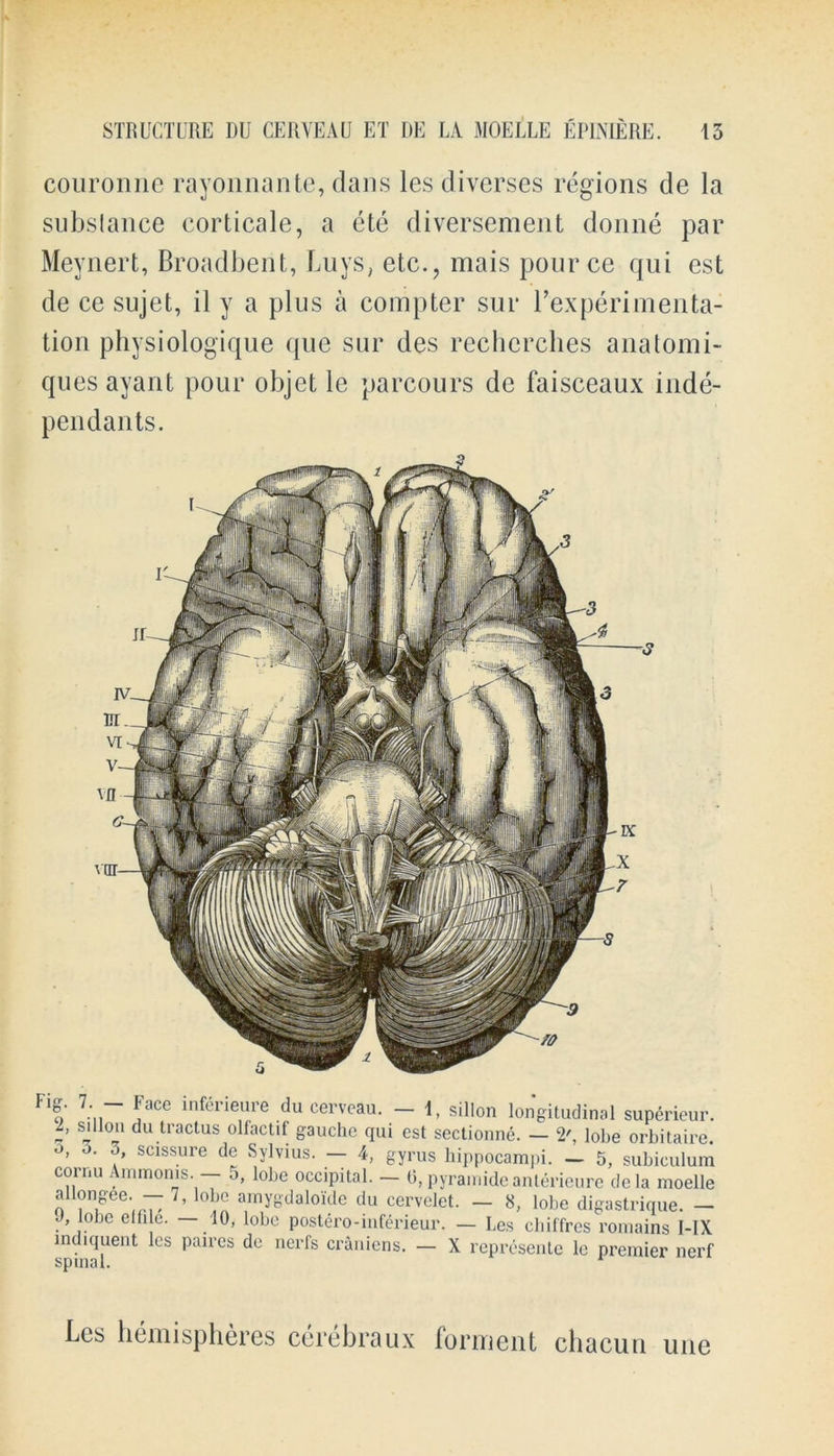 couronne rayonnante, dans les diverses regions de la subslance corticale, a ete diversement cloime par Meynert, Broadbent, buys, etc., mais pource qui est de ce sujet, il y a plus a compter sur rexperimenta- tion physiologique quo sur des rechcrches anatomi- ques ayant pour objet le parcours de faisceaux inde- pendants. ^5' ‘L. ^dCe infC'i’ieure du cerveau. — 1, sillon longitudinal superieur. s‘dou du tractus olfactif gauche qui est sectionne. — 2', lobe orbitaire. o. 3, scissure de Sylvius. — 4, gyrus hippocampi. — 5, subiculum cornu ; irnnonis. o, lobe occipital. — 0, pyrainide anlerieure dela moelle XT*6*--7’ a,mredaloIde du cervelet. — 8, lobe digastrique. — 1’ lobe elfile. 10, lobe postero-inferieur. — Les chiffres romains I-1X indiqueiit les paires de nerfs cranicns. — X represente le premier nerf enino l * Les hemispheres cerebraux forment chacun une