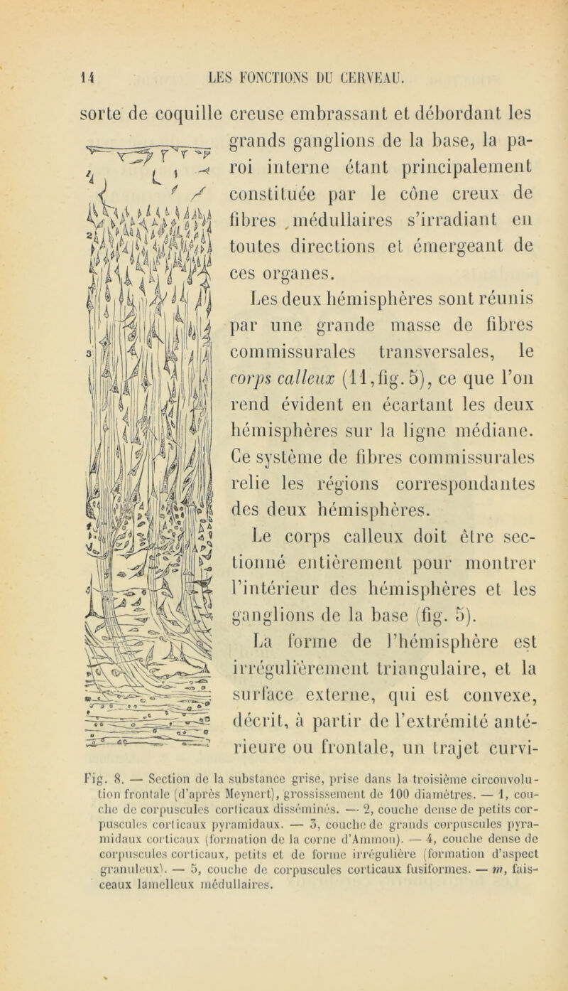 sorle de coquille creuse embrassant etdebordant les grands ganglions de la base, la pa- roi interne etant principalement constitute par le cone creux de fibres . medullaires s’irradiant en tonics directions et emergeant de ces organes. Les deux hemispheres sont reunis par une grande masse de fibres com missu rales transversalcs, le corps calleux (11, fig. 5), ce que f on rend evident en ecartant les deux hemispheres sur la ligne mediane. Ge systeme de fibres com missu rales relie les regions correspondantes des deux hemispheres. Le corps calleux doit etre sec- tionne entierement pour montrer riuterieur des hemispheres ct les ganglions de la base (fig. 5). La forme de Vhemisphere est irreguli’erement triangulaire, et la surface externe, qui est convexe, decrit, a partir de l’extremite ante- ricure ou frontale, un lrajet Curvi- ng. 8. — Section dc la substance grise, prise dans la troisieme circonvolu- tion frontale (d’apres Meyncrt), grossissement de 100 diametres. — 1, con- che de corpuscules corlicaux disseinines. — ‘2, couclie dense de pelits cor- puscules corlicaux pyramidaux. — 3, couclie dc grands corpuscules pyra- midaux corticaux (formation de la corne d’Ammon). — 4, couclie dense de corpuscules corticaux, petits et de forme irreguliere (formation d’aspect granuleux). — 5, couclie de corpuscules corlicaux fusiformes. — in, fais- ceaux lamelleux medullaires.