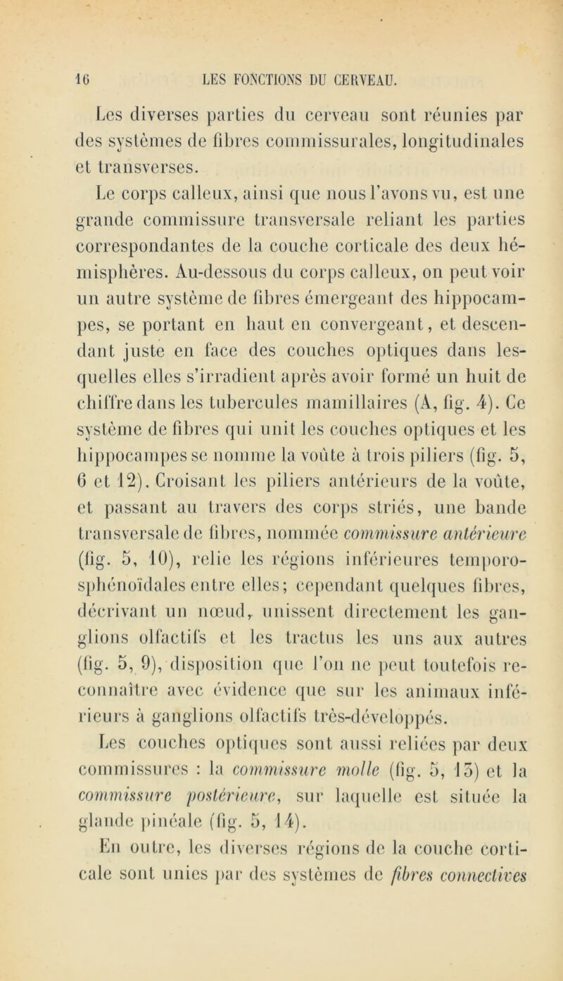 Lcs diverses parties du cerveau sont reunies par des systemes de fibres commissurales, longitudinales et transverses. Le corps calleux, ainsi que nous l’avons vu, est one grande commissure transversale reliant les parties correspondantes de la couche corticale des denx he- mispheres. Au-dessous du corps calleux, on peutvoir un autre systemede fibres emergeant des hippocam- pes, se portant en bant en convergeant, et descen- dant juste en face des couches optiques dans les- quelles elles s’irradient apres avoir forme un huit de chiffredans les tubercules mamillaires (A, fig. 4). Ce systeme de fibres qui unit les couches optiques et les hippocampcs sc nomme la voute a trois piliers (fig. 5, 6 et 12), Groisant les piliers anterieurs de la voute, et passant an travcrs des corps stries, une bande transversale de fibres, nominee commissure anterieure (fig. 5, 10), relie les regions inferieures temporo- sphenoidales entre elles; cependant quelques fibres, decrivant un nocudr unissent directement les gan- glions olfactifs et les tractus les uns aux autres (fig. 5, 9), disposition que foil ne pent toutefois re- connaitre avee evidence que sur les animaux infe- rieurs a ganglions olfactifs tres-developpes. Les couches optiques sont aussi reliees par deux commissures : la commissure molle (fig. 5, 15) et la commissure posterieure, sur laquelle est situee la glande pineale (fig. 5, 14). En outre, les diverses regions de la couche corti- cale sont unies par des systemes de fibres connectives