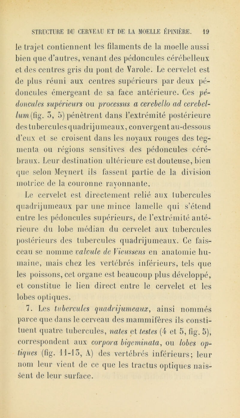 le trajet contiennent les filaments de la moelle aussi bien que d’autres, venant des pedoncules cerebelleux et des centres gris du pent de Varole. Lc cervelet est de plus reuni aux centres superieurs par deux pe- doncules emergeant de sa face anterieure. Ces pe- doncules superieurs ou processus a cerebello ad cerebel- lum ig. 5, 5) penetrent dans l’extremite posterieure des tuberculesquadrijumeaux, convergent au-dessous d’eux et se croisent dans les noyaux rouges des teg- menta ou regions sensitives des pedoncules cere- braux. Leur destination ulterieure estdouteuse, bien (pie selon Meynert ils fassent partie de la division motrice de la couronne rayonnante. Lc cervelet est directement relie aux tubercules quadrijumeaux par une mince lamelle qui s’etcnd entre les pedoncules superieurs, de fextremite ante- rieure du lobe median du cervelet aux tubercules posterieurs des tubercules quadrijumeaux. Ce fais- ceau se nomine valvule de Vieussens en anatomic hu- maine, mais ebcz les vertebres inferieurs, tels que les poissons, cet organe est beaucoup plus developpe, et constitue le lien direct entre le cervelet et les lobes optiques. 7. Les tubercules quadrijumeaux, ainsi nommes parce que dans le cerveau des mammiferes ils consti- tuent quatre tubercules, nates et testes (4 et 5, fig. 5), correspondent aux corpora bigeminata, ou lobes op- tiques (fig. 11-15, A) des vertebres inferieurs; leur nom leur vient de cc que les tractus optiques nais- sent de leur surface.