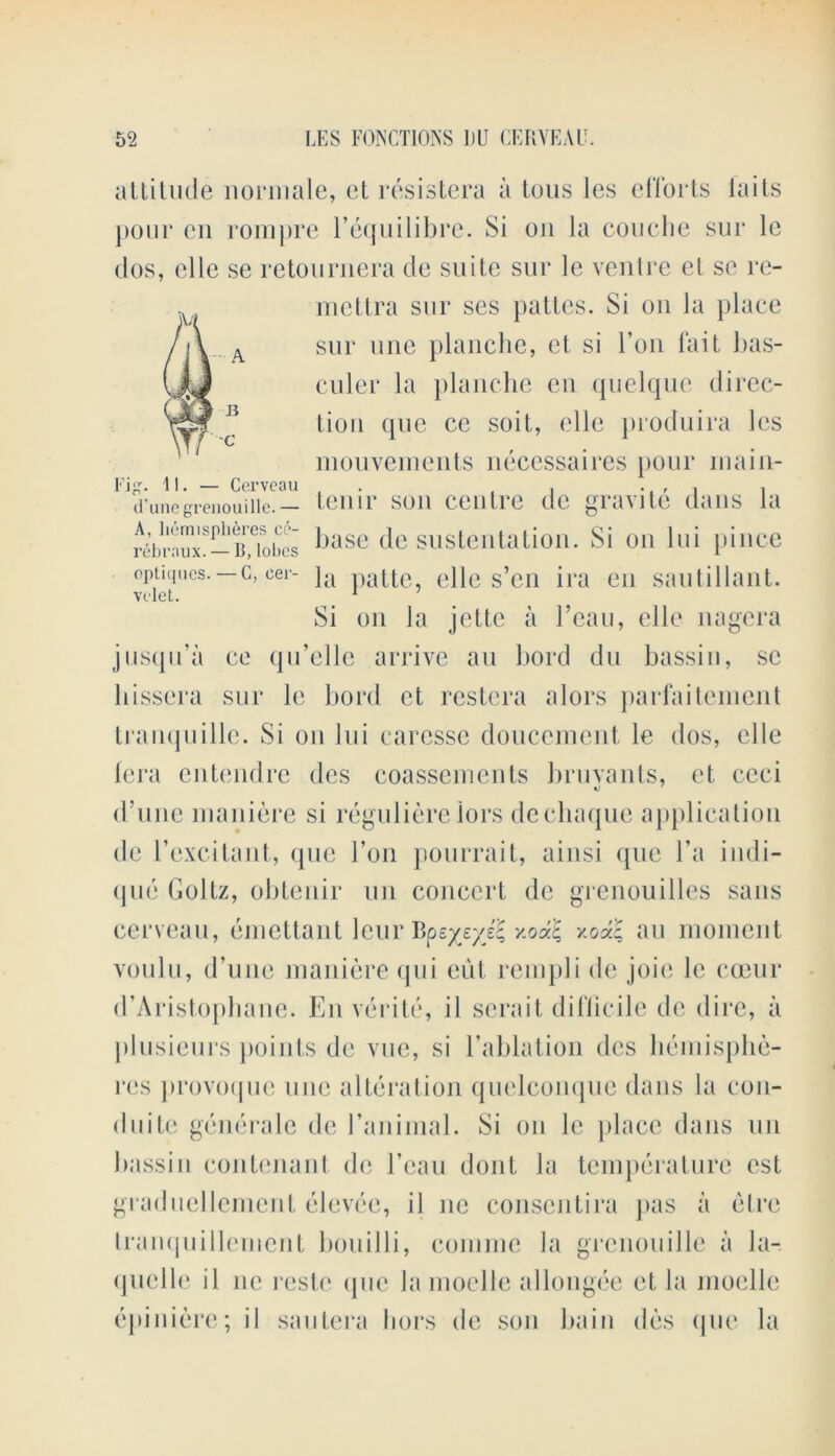 attitude normale, et resistera a tons les efforts iaits pour cn rompre l’equilibre. Si on la con die sur le dos, elle se retournera do suite sur le ventre et se re- mettra sur ses pattes. Si on la place sur one planche, et si Ton fait bas- culer la planche en quelque direc- tion que cc soil,, elle produira les mouvements necessaires pour main- d’unegreuouiiie. — tenir son centre de gravite dans la r c' bra ux * — B Jo be's ^)aSC de Sll Steil ta tioil. Si Oil 111 i pillCC optiques. c, cer- ja pattc, elle s’en ira en sautillant. Si on la jettc a beau, elle nagera jusqu’a ce qu’elle arrive an bord du bassin, sc bissera sur le bord et restera alors parfaitement tranquille. Si on Ini caresse doucement le dos, elle (era entendre des coassements bruvants, et ccci d’une maniere si regulierelors decliaque application de 1’excitant, que Ton pourrait, ainsi que l’a indi- que Goltz, obtenir un concert de grenouilles sans cerveau, eniettant leur BpexeyM y-oc*% au moment voulu, d’une maniere qui eut rempli de joie le coeur d’Aristophane. Enverite, il serait difficile de dire, a plusieurs points de vue, si l’ablation des hemisphe- res jirovoquc one alteration quelconque dans la con- do ite generale de l’animal. Si on le place dans un bassin nontenant de beau dont la temperature cst graducllenient elevec, il nc conscntira pas a etre tranquillcinent bouilli, coniine la grenouille a la- quclle il nc reste (jnc la moclle allongee et la moelle epiniere; il sautera hors de son bain des que la