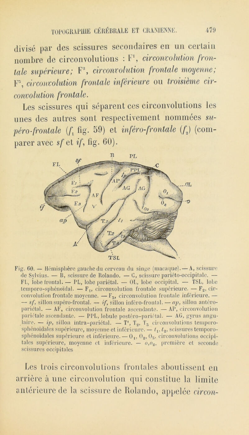 divise par des scissures secondaires eri un certain nonibre de circonvolutions : F1, circonvolution fron- lale superieure; F2, cir convolution frontale moyenne; F5, cir convolution frontale inferieure ou troisieme cir- co nvo hi tion fronta le. Les scissures qui separent ces circonvolutions les unes des autres sont respectivement nominees su- p6ro-frontale {/\ fig. 59) et infero-frontale (f2) (com- parer avec sf el if, fig. 60). Fig. GO. — Hemisphere gauche du cerveau du singe (macaque). — A, scissurc de Sylvius. — B, scissure de Rolando. — 0, scissure parieto-occipitale. — FL, lobe frontal.— I’L, lobe parietal. — OL, lobe occipital. — TSL, lobe tcmporo-sphenoidal. — F^ circonvolution frontale superieure. — F2, cir- convolution frontale moyenne. — F3, circonvolution frontale inferieure. — — sf, sillonsupero-frontal. — if, sillon infero-fronlal. — «p, sillon antero- parietal. — AF, circonvolution frontale ascendante. — AP, circonvolution parictale ascendante. — PPL, lobule postero-parictal. — AG, gyrus angu- laire. — ip, sillon intra-parietal. — T1, T2, i3 circonvolutions temporo- spbenoidales superieure, moyenne et inferieure. — l{, L±, scissures temporo- spheno'idales superieure el inferieure. — 0,, Oa, ()3, circonvolutions occipi- tales superieure, moyenne et inferieure. — o,o2, premiere et seconde scissures occipitales Les trois circonvolutions froiitales aboutissent cn arriere a une circonvolution qui constitue la limite anterieurede la scissure de Rolando, appelee circon-