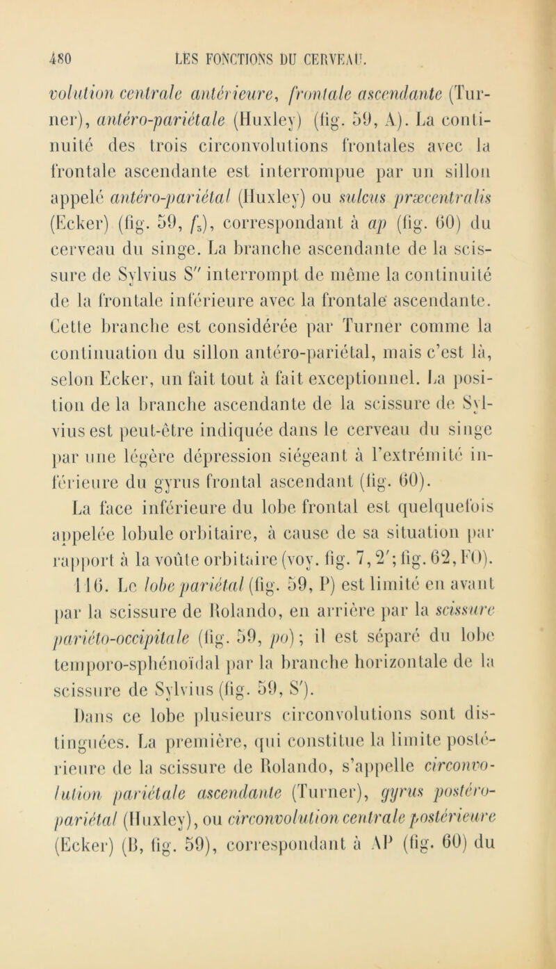 volution centrale anterieure, frontale ascendante (Tur- ner), antero-parietale (Huxley) (fig. 59, A). La couli- nuite des trois circonvolutions frontales avec la frontale ascendante est interrompue par un sillou appele antero-parietal (Huxley) ou sulcus prxcentralis (Ecker) (fig. 59, /'5), correspondant a ap (fig. 60) du eerveau du singe. La branche ascendante de la scis- sure de Sylvius S interrompt de meme la continuite de la frontale inferieure avec la frontale ascendante. Cette branche est consideree par Turner comme la continuation du sillon antero-parietal, mais c’est la, selon Ecker, un fait tout a fait exceptionnel. La posi- tion de la branche ascendante de la scissure de Syl- vius est pcut-etre indiquee dans le eerveau du singe par une legere depression siegeant a l’extremite in- ferieure du gyrus frontal ascendant (fig. 60). La face inferieure du lobe frontal est quelquefois appelee lobule orbitaire, a cause de sa situation par rapport a la voute orbitaire (voy. fig. 7,2'; Tig. 62, EG). I 16. Lc lobe parietal (fig. 59, P) est limite en avant par la scissure de Rolando, en arriere par la scissure parieto-occipitale (fig. 59, po); il est separe du lobe teniporo-spbenoidal par la branche horizontale de la scissure de Sylvius (fig. 59, S'). Dans ce lobe plusieurs circonvolutions sont dis- tiuguecs. La premiere, qui constitue la limite poste- rieure de la scissure de Rolando, s’appelle circonvo- lution parietale ascendante (Turner), gyrus postero- parietal (Huxley), ou circonvolutioncentraleposterieure (Ecker) (B, fig. 59), correspondant a AP (fig. 60) du