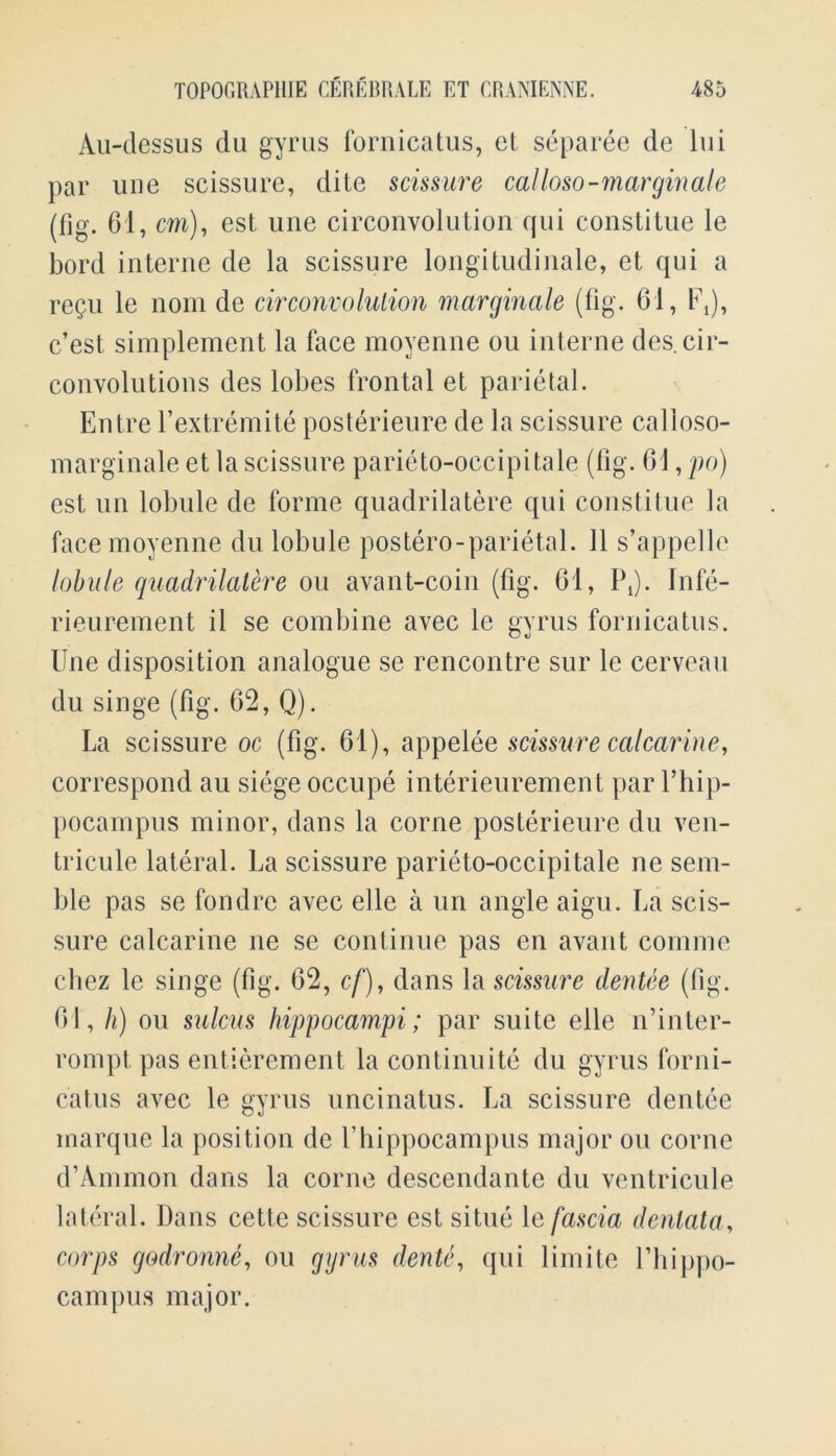 Au-dessus du gyrus fornicatus, ct separee de lui par uue scissure, di te scissure cal loso-mar gin ale (fig. 61, cm), est une circonvolution qui constitue le bord interne de la scissure longitudinale, et qui a regu le nom de circonvolution marginale (fig. 61, FJ, c’est simplement la face moyenne ou interne des. cir- convolutions des lobes frontal et parietal. Entre l’extremite posterieure de la scissure calloso- marginale et la scissure parieto-occipitale (fig. 61, po) est un lobule de forme quadrilatere qui constitue la face moyenne du lobule postero-parietal. 11 s’appelle lobule quadrilatere ou avant-coin (fig. 61, I\). Infe- rieurement il se combine avec le gyrus fornicatus. Une disposition analogue se rencontre sur le cerveau du singe (fig. 62, Q). La scissure oc (fig. 61), appelee scissure calcarine, correspond au siege occupe interieurement par 1’hip- pocampus minor, dans la corne posterieure du ven- tricule lateral. La scissure parieto-occipitale ne sem- ble pas se fondre avec elle a un angle aigu. La scis- sure calcarine ne se continue pas en availt comme chez le singe (fig. 62, cf), dans la scissure dentee (fig. 61, li) ou sulcus hippocampi; par suite elle n’inter- rompt, pas entierement la continuite du gyrus forni- catus avec le gyrus uncinatus. La scissure dentee marque la position de Uhippocampus major ou corne d’Ammon dans la corne descendante du ventricule lateral. Dans cette scissure est situe le fascia denlata, corps godronne, ou gyrus dent4, qui limite Uhippo- campus major.