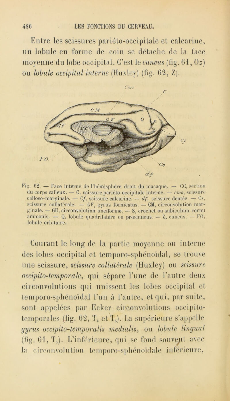 Entre les scissures parieto-occipitale et calcarine, mi lobule en forme de coin se detaclie de la face moyenne du lobe occipital. C’est 1 ecuneus (fig. 01, Or) on lobule occipital interne (Huxley) (fig. 62, Z). ( ms C C'f Fig. 02. — Face interne de l’lieraispliere droit du macaque. — CC, seclion du corps calleux. — C, scissure parieto-occipitale interne. — cms, scissure calloso-marginale. — Cf, scissure calcarine.— df, scissure dentee. — Cs, scissure collaterale. — GF, gyrus fornicatus. — CM, circonvolution mar- ginale. —GU, circonvolution unciforme. — S, crochet ou subiculum cornu ammonis. — Q, lobule quadrilat6re ou proecuneus. — Z, cuncus. — FO, lobule orbitaire. Courant le long de la partie moyenne ou interne des lobes occipital et temporo-sphenoidal, se trouve une scissure, scissure collaterale (Huxley) ou scissure occipilo-temporale, qui separe Tune de I’autre deux circonvolutions qui unissent les lobes occipital et temporo-sphenoidal 1’un a l’autre, et qui, par suite, soul appelees par Ecker circonvolutions occipilo- temporales (fig. 62, Tv et T3). La superieure s’appelle (jijrus occipito-lemporalis medialis, ou lobule lingual (tig. 61, T3). L’inferieure, qui se fond souveiil avec la circonvolution temporo-spbenoidale inlerieure,