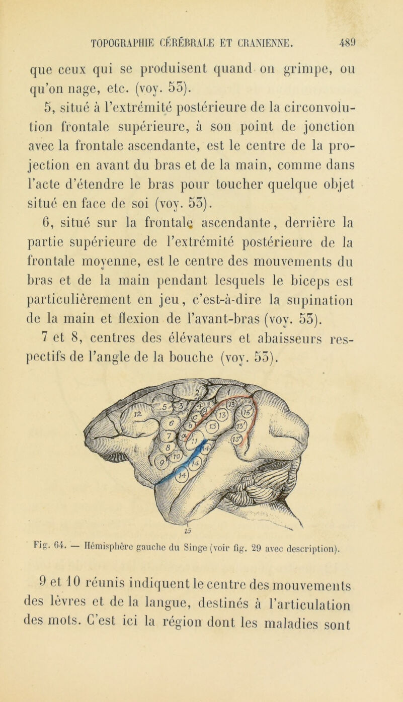 que ceux qui se produisent quand on grimpe, on qu’on nage, etc. (voy. 55). 5, situe a Textremite posterieure de la circonvolu- tion frontale superieure, a son point de jonction avec la frontale ascendante, est le centre de la pro- jection en avant du bras et de la main, comme dans l’acte d’etendre le bras pour toucher quelque objet situe en face de soi (voy. 55). 0, situe sur la frontale ascendante, derriere la partie superieure de Textremite posterieure de la frontale moyenne, est le centre des mouvements du bras et de la main pendant lesquels le biceps est particulierement en jeu, c’est-a-clire la supination de la main et flexion de l’avant-bras (voy. 55). 7 et 8, centres des elevateurs et abaisseurs res- pectifs de Tangle de la bouche (voy. 55). Fig1. 64. Hemisphere gauche du Singe (voir fig. 29 avec description). d et 10 reunis indiquent le centre des mouvements des levres et de la langue, destines a Tarticulation des mots. G est ici la region dont les maladies sont