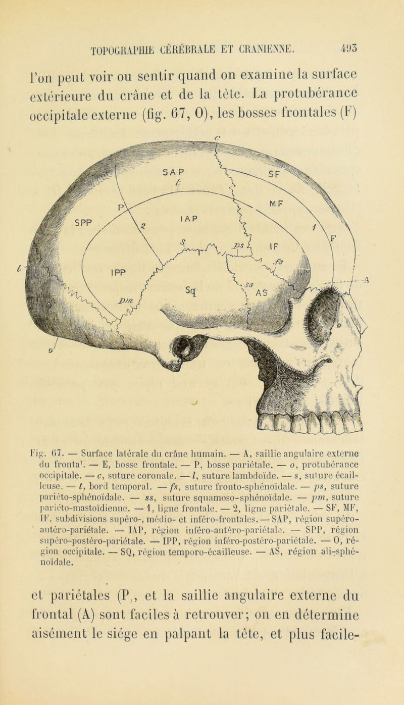 Ton pent voir ou sentir quand on examine la surface exterieure du crane et de la tele. La protuberance occipitale externe (fig. 67, 0), les bosses frontales (F) Fig. 07. — Surface laterale du crane liumain. — A, saillie angulaire externe tlu fronta1. — E, bosse frontale. — P, bosse parietale. — o, protuberance occipitale. — c, suture coronale. — /, suture iambdoide. — s, suture ecail- lcuse. — t, bord temporal. — fs, suture fronto-splienoidalc. — ps, suture parieto-sphenoidalc. — ss, suture squamoso-sphenoidale. — pm, suture paricto-mastoidienne. — 1, lipne frontale. — 2, ligne parietale. — SF, MF, IE, subdivisions supero-, medio- et infero-frontales. — SAP, region supero- antero-parietale. — IAP, region infero-antero-parietale. — SPP, region supcro-postero-parietale. — IPP, region infero-postero-parietale. — 0, re- gion occipitale. — SQ, region temporo-ecailleuse. — AS, region ali-sphe- noidale. ct parietales (P7, ct la saillie angulaire externe du frontal (A.) sont faciles a retrouver; on cn determine aisement le siege en palpant la tele, et plus facile-